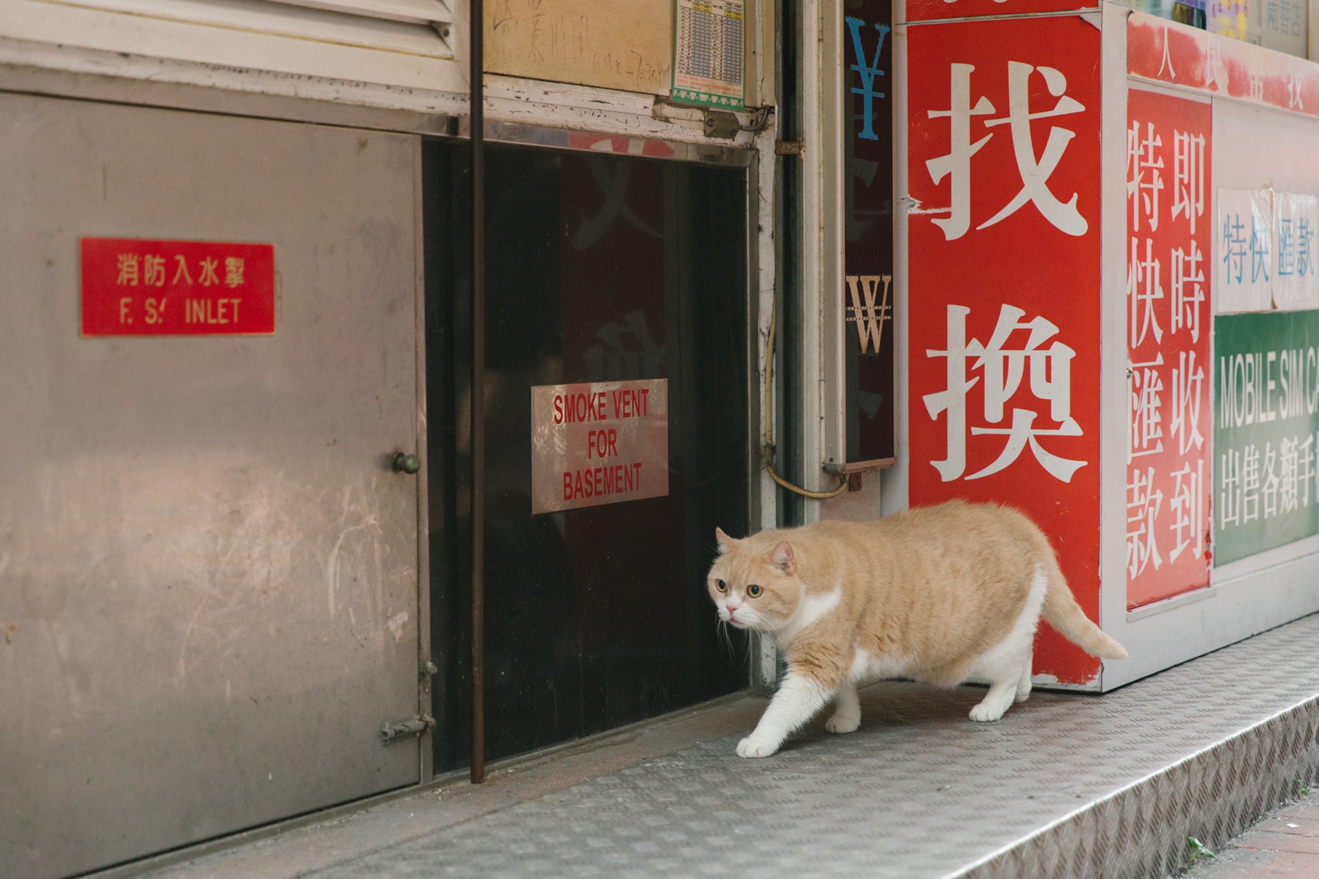 忌廉哥一度走失。(資料圖片) 忌廉哥一度走失。(資料圖片)