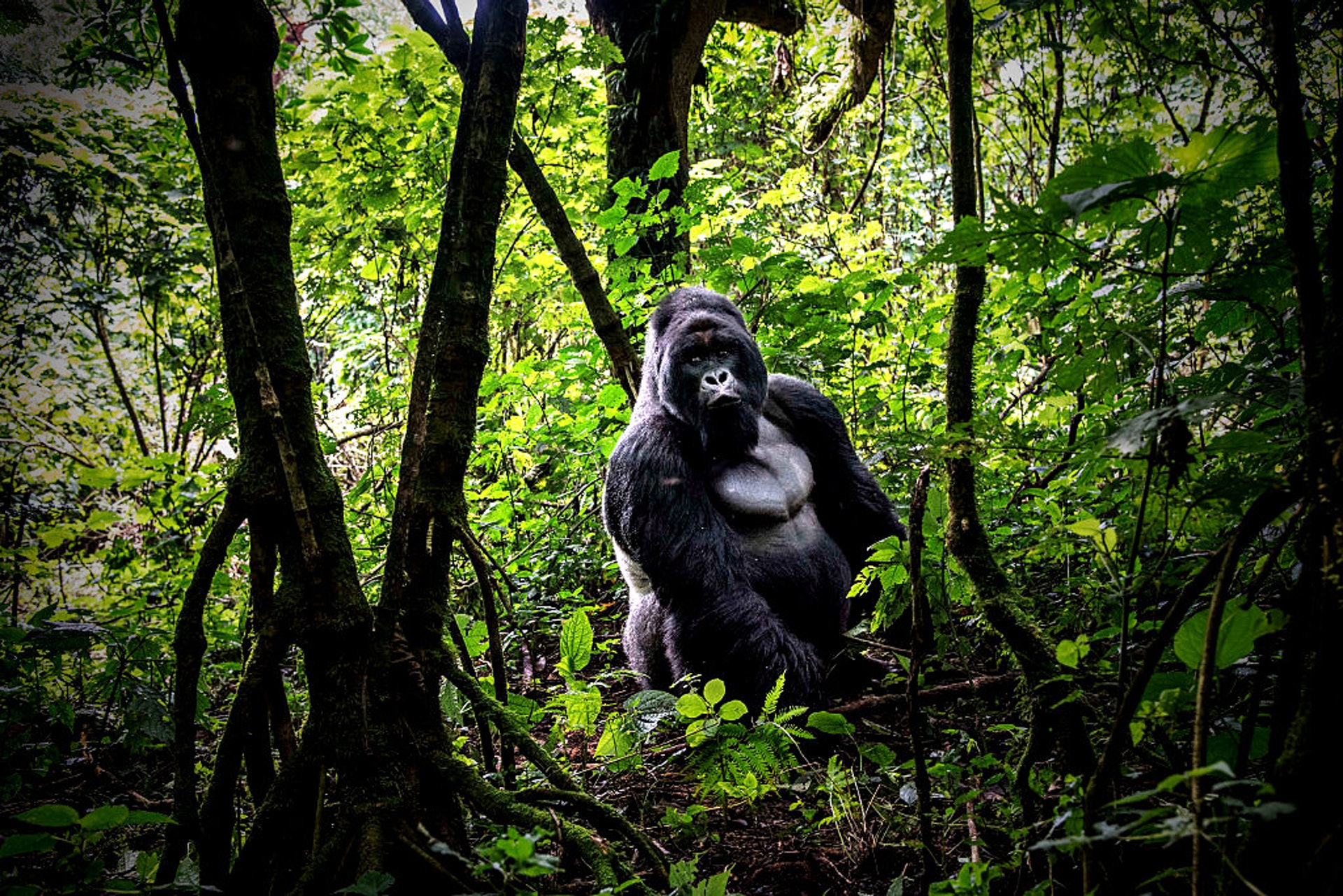剛果Virunga國家公園中的25歲Silverback山野大猩猩。(Getty Images) 剛果Virunga國家公園中的25歲Silverback山野大猩猩。(Getty Images)
