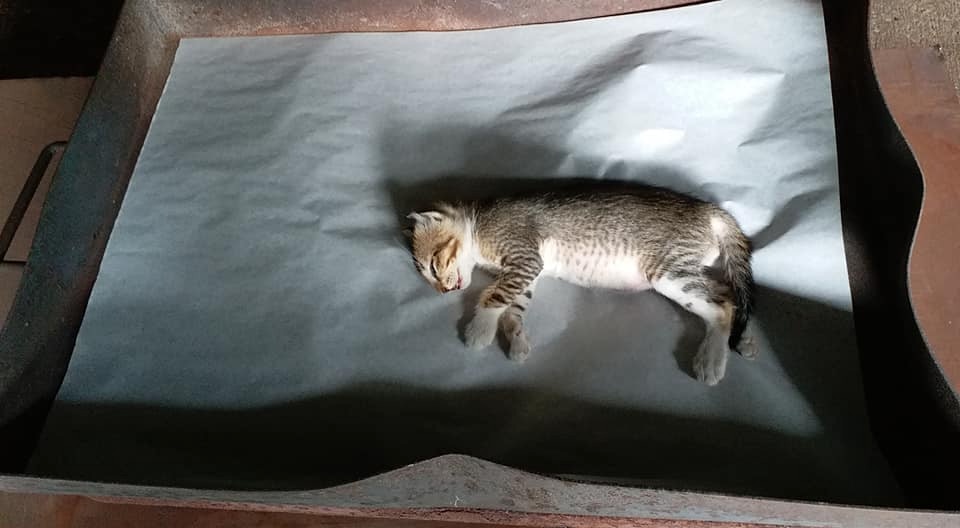 浪浪灰仔被車撞死,結束短短一生。(facebook:Anson Chung) 浪浪灰仔被車撞死,結束短短一生。(facebook:Anson Chung)