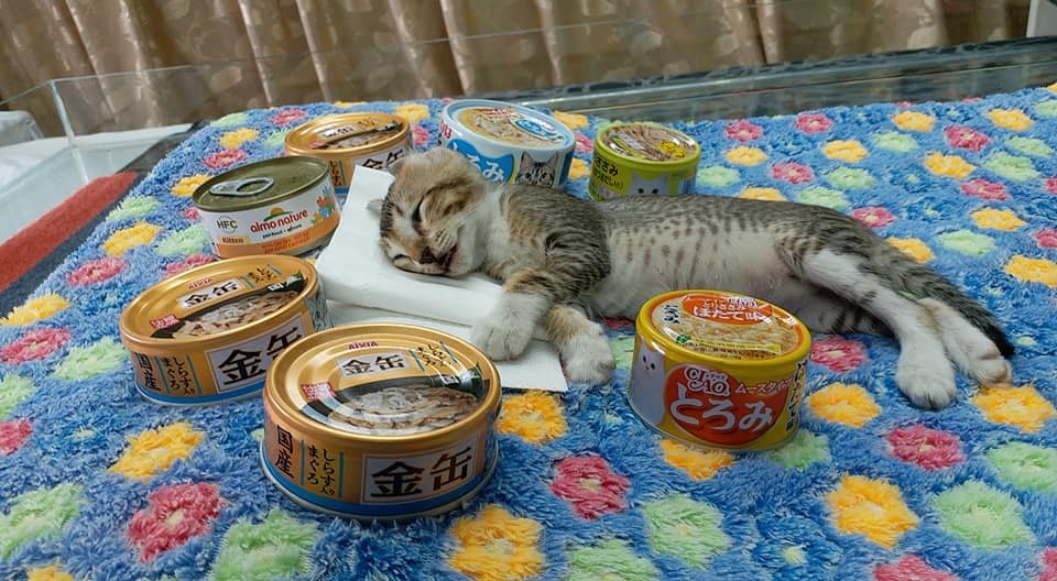 好心人自費為灰仔善終。(facebook:Anson Chung) 好心人自費為灰仔善終。(facebook:Anson Chung)