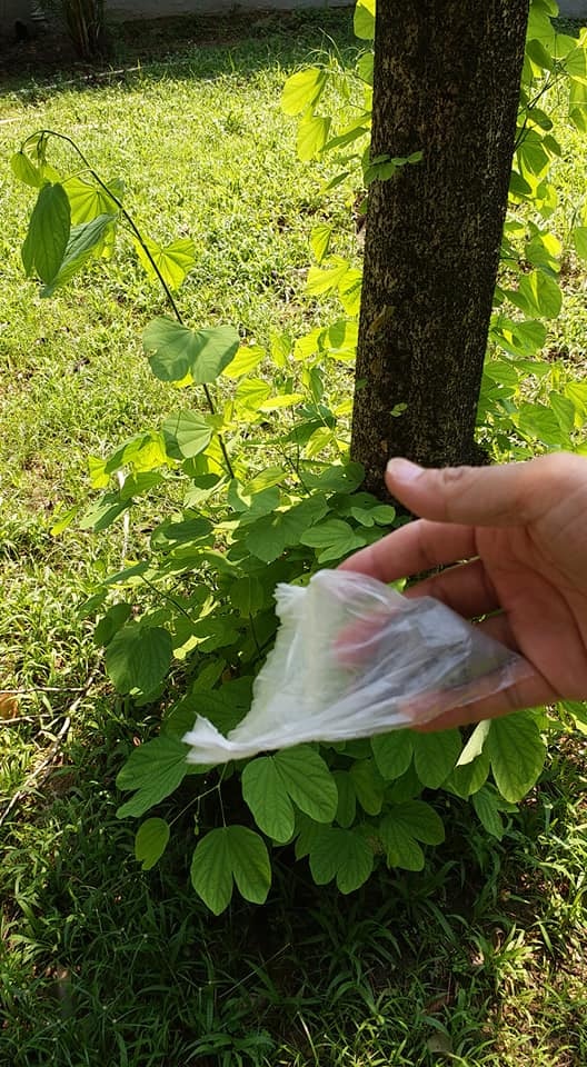 灰他的骨灰被灑在花園中,回到大自然的懷抱。(facebook:Anson Chung) 灰他的骨灰被灑在花園中,回到大自然的懷抱。(facebook:Anson Chung)