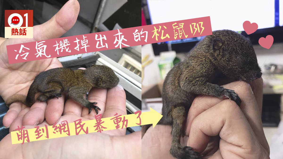 拆舊冷氣掉出「謎樣生物」　未開眼松鼠超萌躺掌心　網民：收養啦