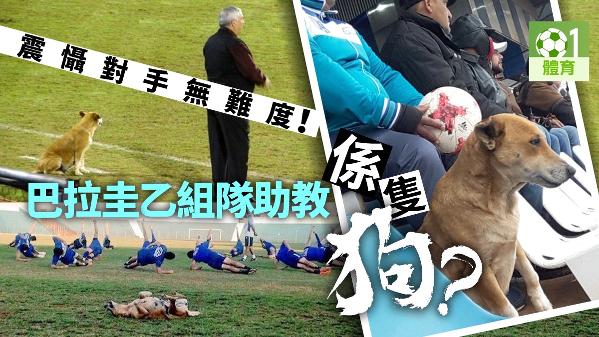 【足球趣聞】巴拉圭乙組球會聘請狗助教 主帥:牠能震懾對手 【足球趣聞】巴拉圭乙組球會聘請狗助教 主帥:牠能震懾對手