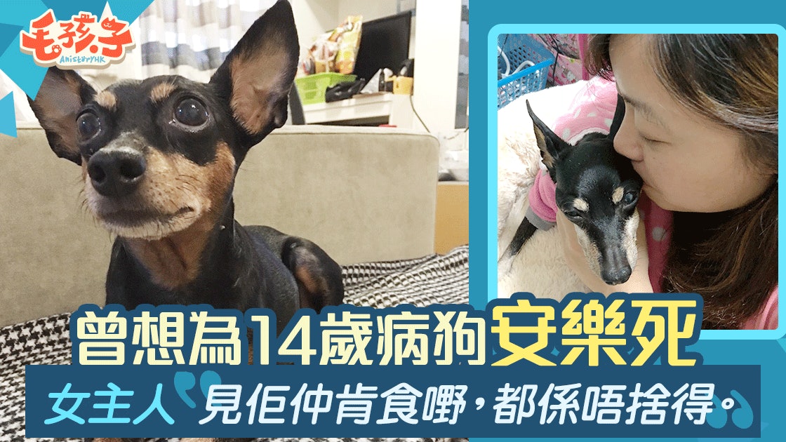 14歲老狗因膀胱長瘤去世 主人不忍牠受苦曾考慮安樂死 14歲老狗因膀胱長瘤去世 主人不忍牠受苦曾考慮安樂死