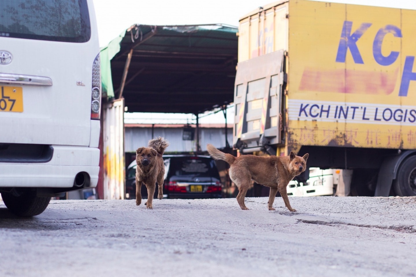 台灣、新加坡、英國和紐約都有條例保護狗隻在馬路的安全,唯獨香港仍停留在1972年的水平。(資料圖片 / 吳鍾坤攝) 台灣、新加坡、英國和紐約都有條例保護狗隻在馬路的安全,唯獨香港仍停留在1972年的水平。(資料圖片 / 吳鍾坤攝)