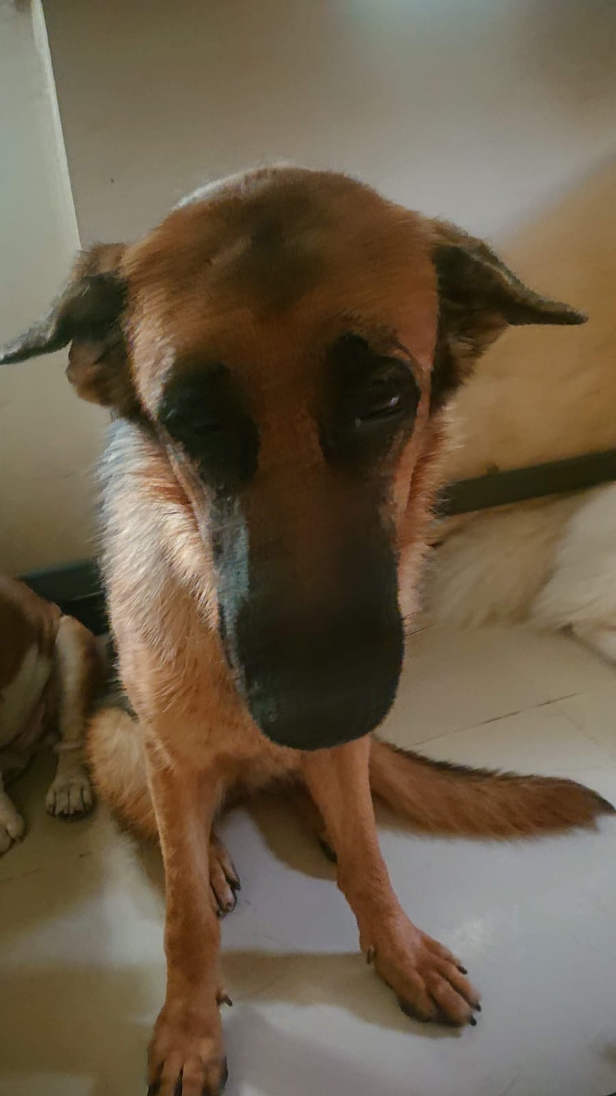 Coco的近照。(FB@Steve Chan) Coco的近照。(FB@Steve Chan)