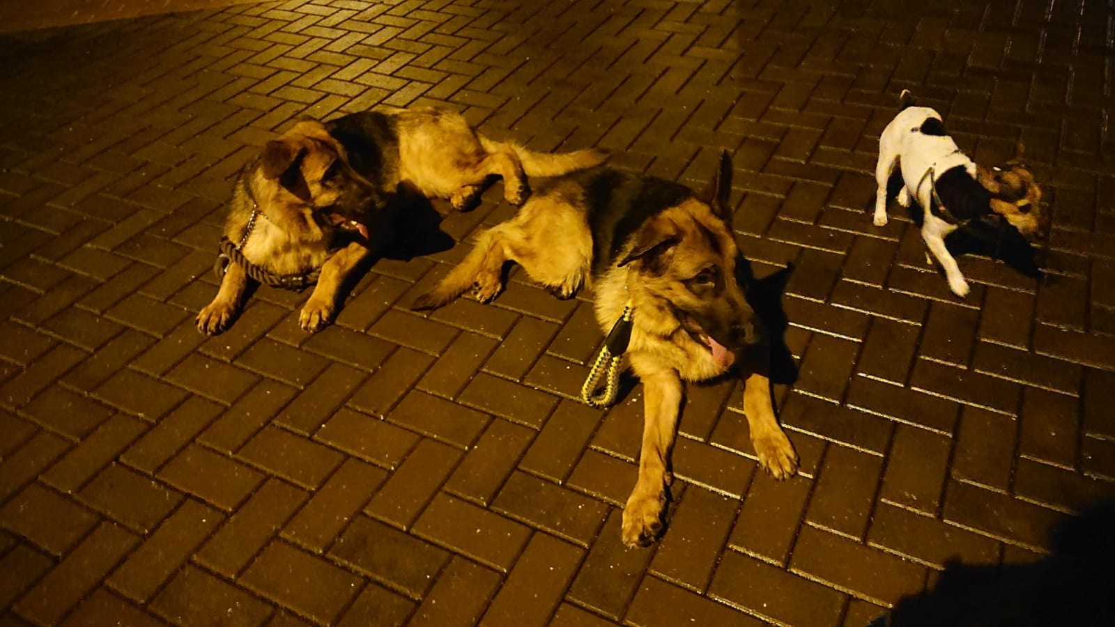 Steve表示Coco已前後經歷兩次被主人遺棄。(FB@Steve Chan) Steve表示Coco已前後經歷兩次被主人遺棄。(FB@Steve Chan)