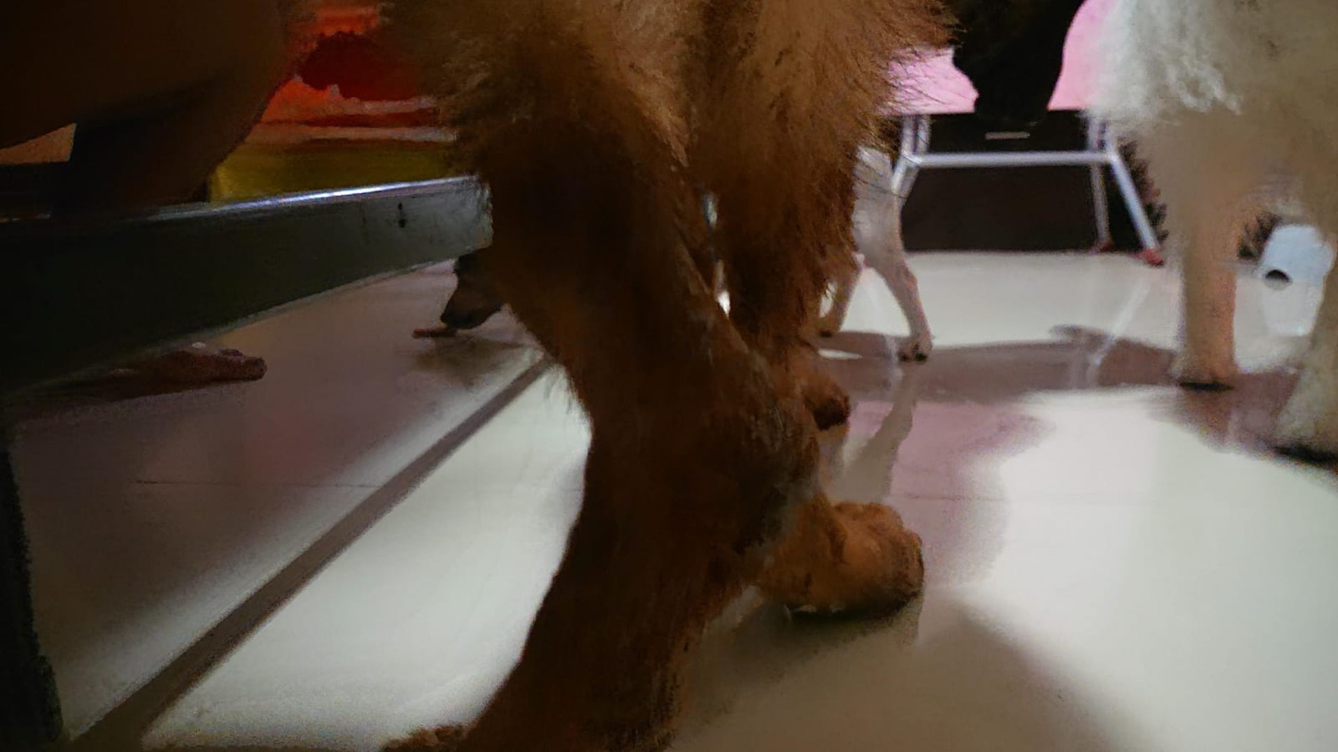 Steve表示Coco以前由於經常困籠的關係,兩隻後腳的生長情況未如理想,走路時會一拐一拐。(FB@Steve Chan) Steve表示Coco以前由於經常困籠的關係,兩隻後腳的生長情況未如理想,走路時會一拐一拐。(FB@Steve Chan)