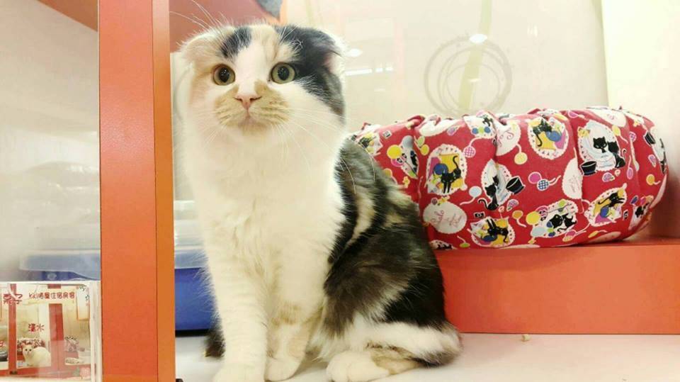 圖為媽媽「麥皮」。(受訪者提供) 圖為媽媽「麥皮」。(受訪者提供)