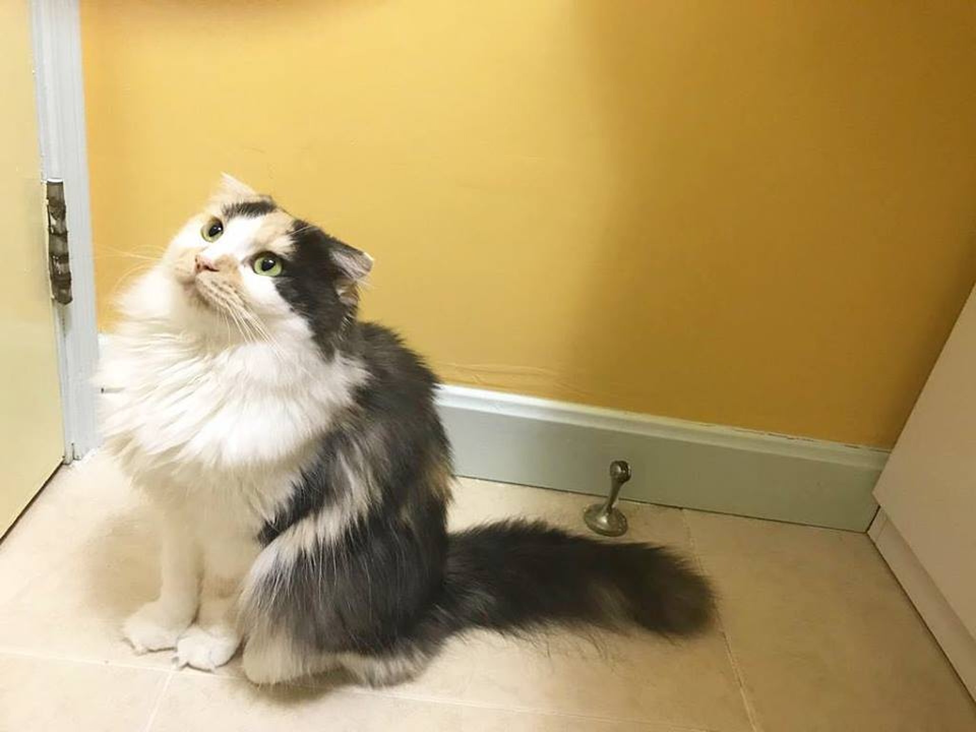 圖為媽媽「麥皮」。(受訪者提供) 圖為媽媽「麥皮」。(受訪者提供)