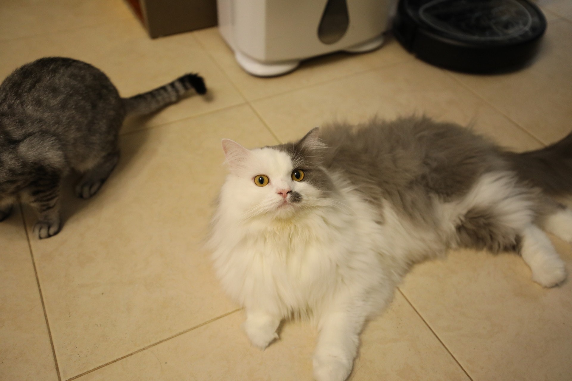 圖為家中唯一的長毛貓「麥兜」。(受訪者提供) 圖為家中唯一的長毛貓「麥兜」。(受訪者提供)