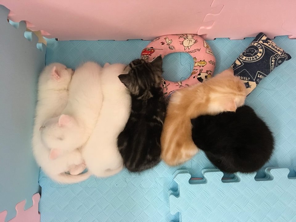 「栗子」和「麥皮」誕下了6隻貓寶寶。(受訪者提供) 「栗子」和「麥皮」誕下了6隻貓寶寶。(受訪者提供)
