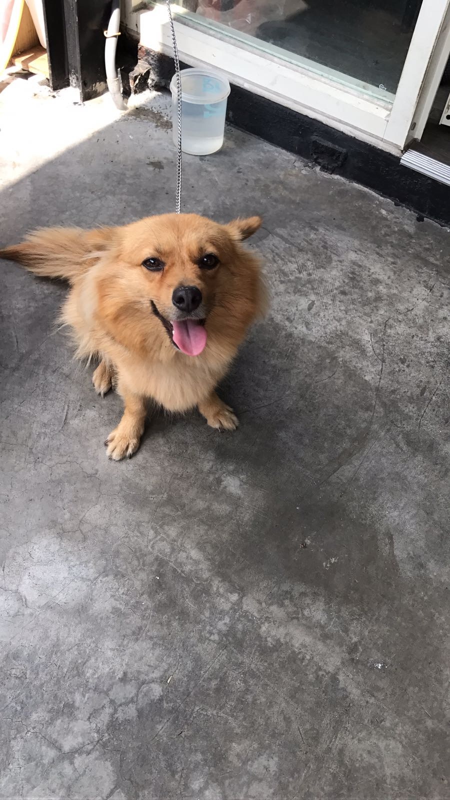 Andy發現隔壁空置的鋪位內竟住有一隻狗狗。(受訪者提供) Andy發現隔壁空置的鋪位內竟住有一隻狗狗。(受訪者提供)