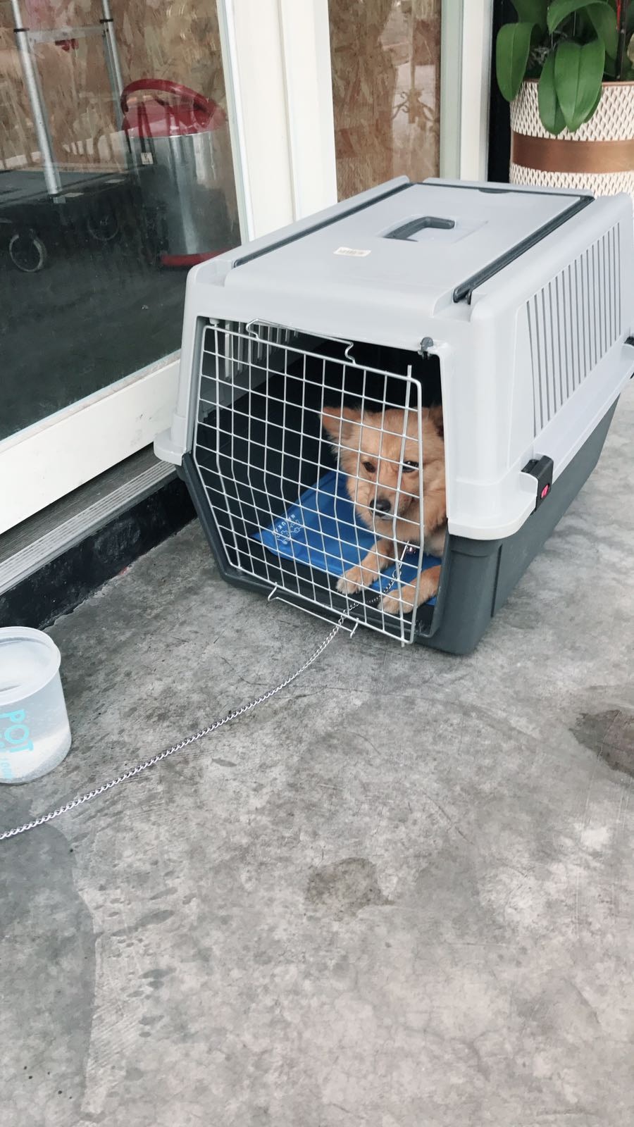 Andy自費購買了狗籠和棉被給狗狗。(受訪者提供) Andy自費購買了狗籠和棉被給狗狗。(受訪者提供)