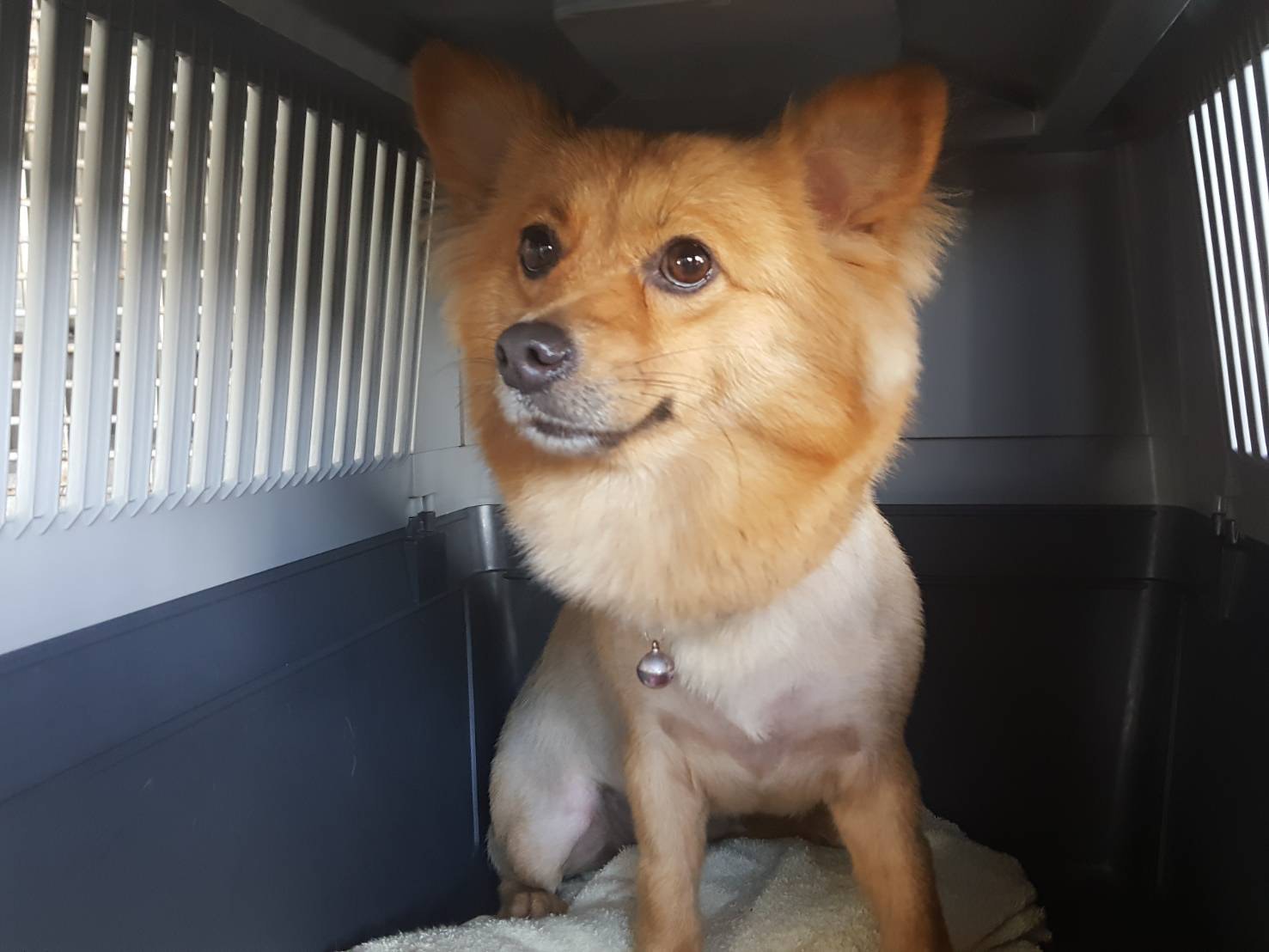 Andy最後決定把「薯餅」從台中帶回香港。(受訪者提供) Andy最後決定把「薯餅」從台中帶回香港。(受訪者提供)