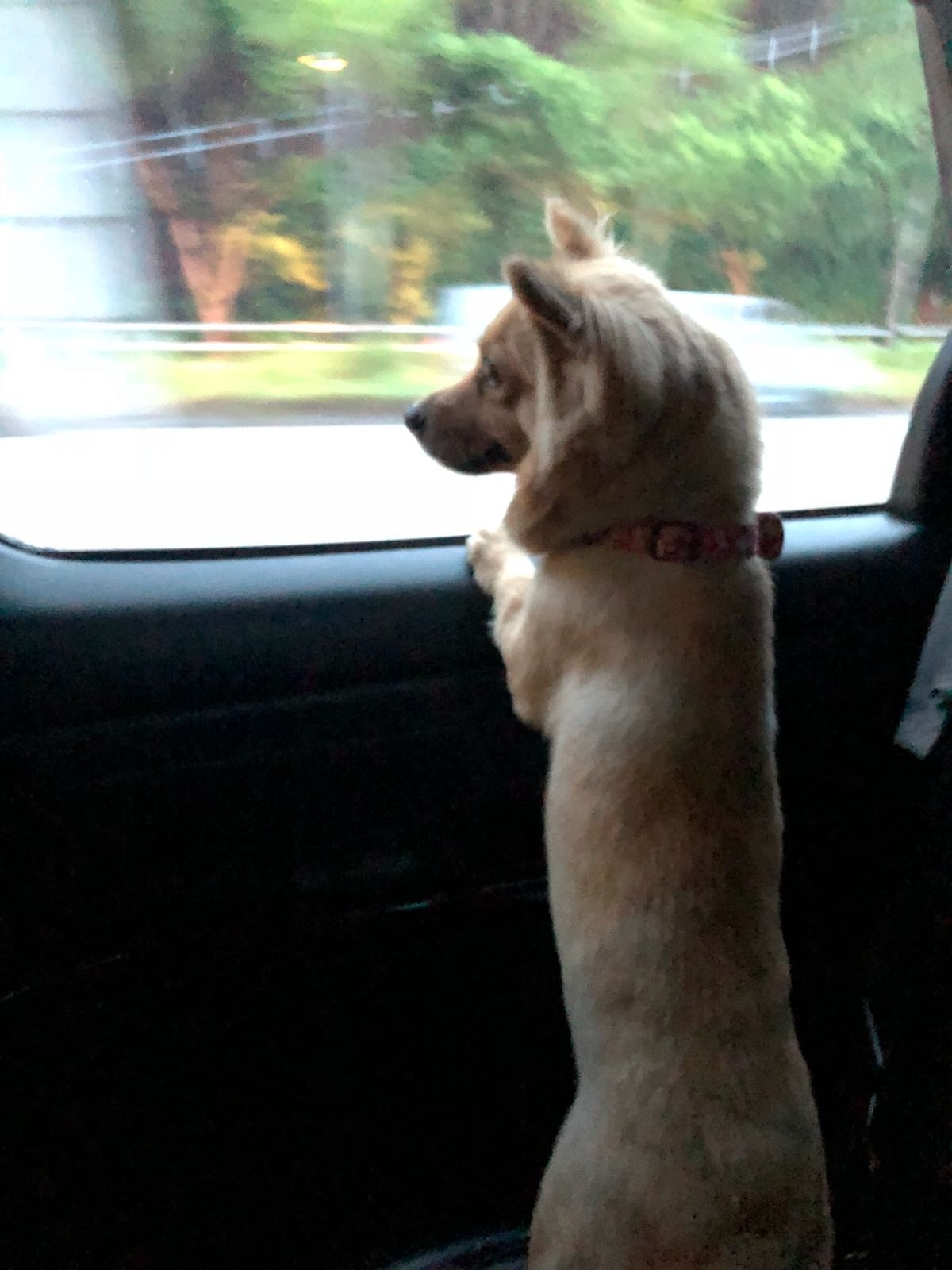 「薯餅」攀著車窗,似乎對香港的一切都甚為好奇。(受訪者提供) 「薯餅」攀著車窗,似乎對香港的一切都甚為好奇。(受訪者提供)