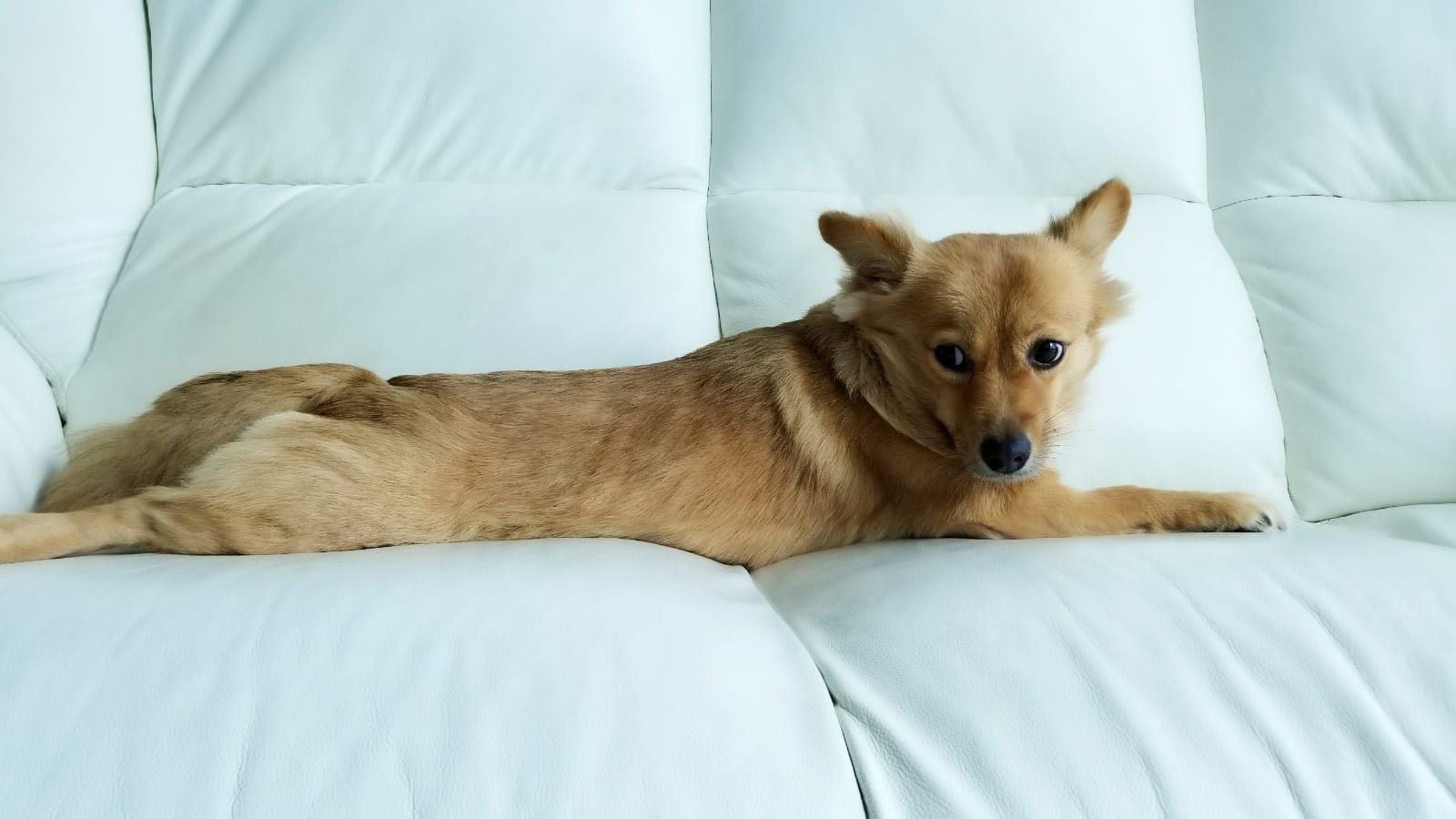 為了念念不忘的「薯餅」,Andy竟決定和太太一同飛往台中。(受訪者提供) 為了念念不忘的「薯餅」,Andy竟決定和太太一同飛往台中。(受訪者提供)