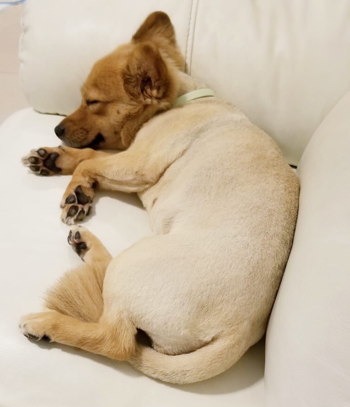 (受訪者提供) (受訪者提供)