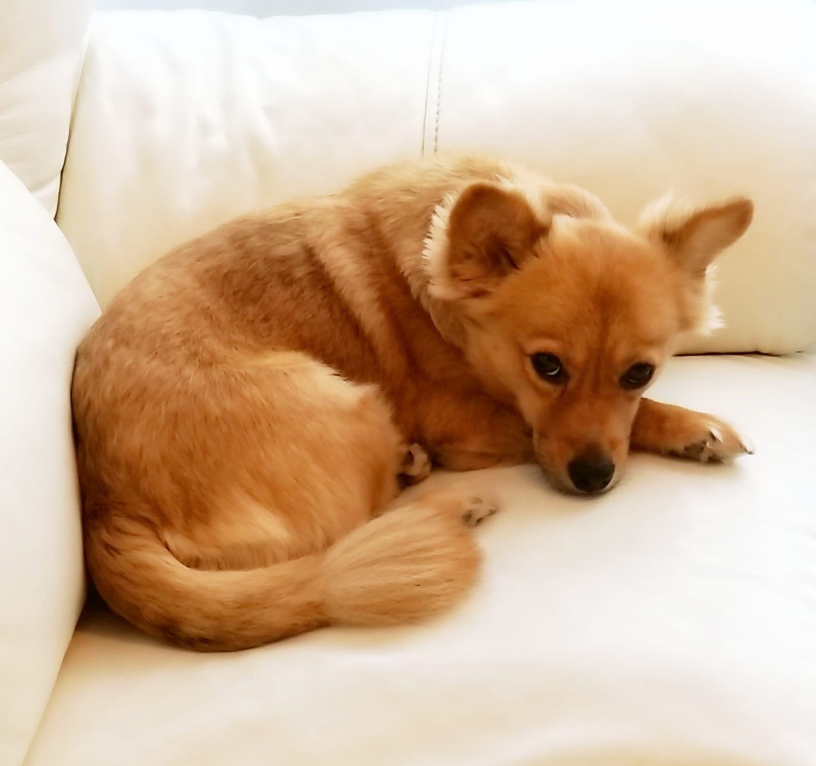 (受訪者提供) (受訪者提供)