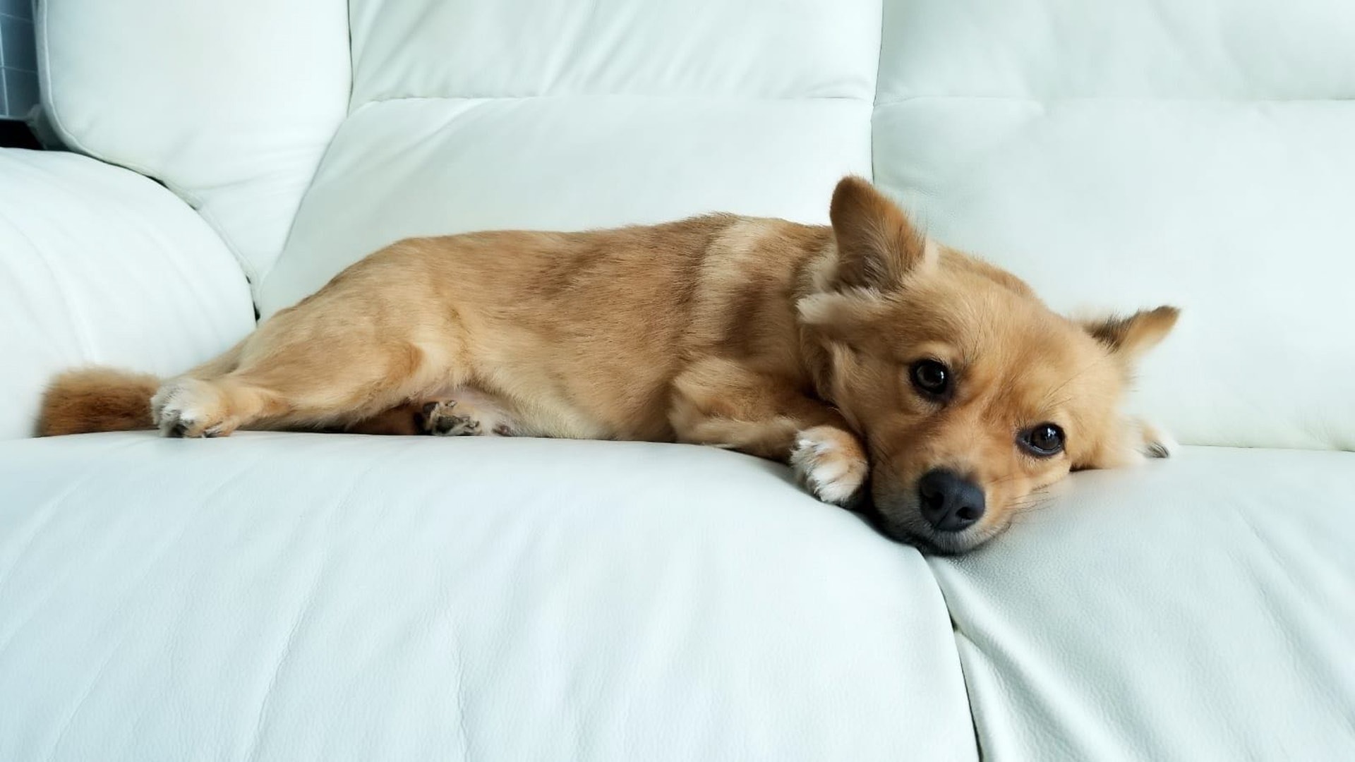 「薯餅」終於有了一個溫暖的家。(受訪者提供) 「薯餅」終於有了一個溫暖的家。(受訪者提供)