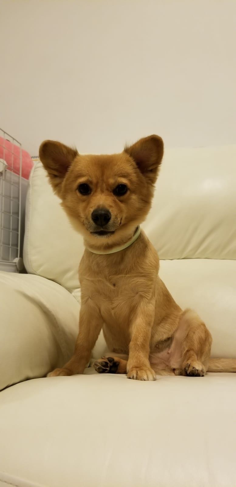 Andy曾多次因不忍牠悲鳴而折返。(受訪者提供) Andy曾多次因不忍牠悲鳴而折返。(受訪者提供)