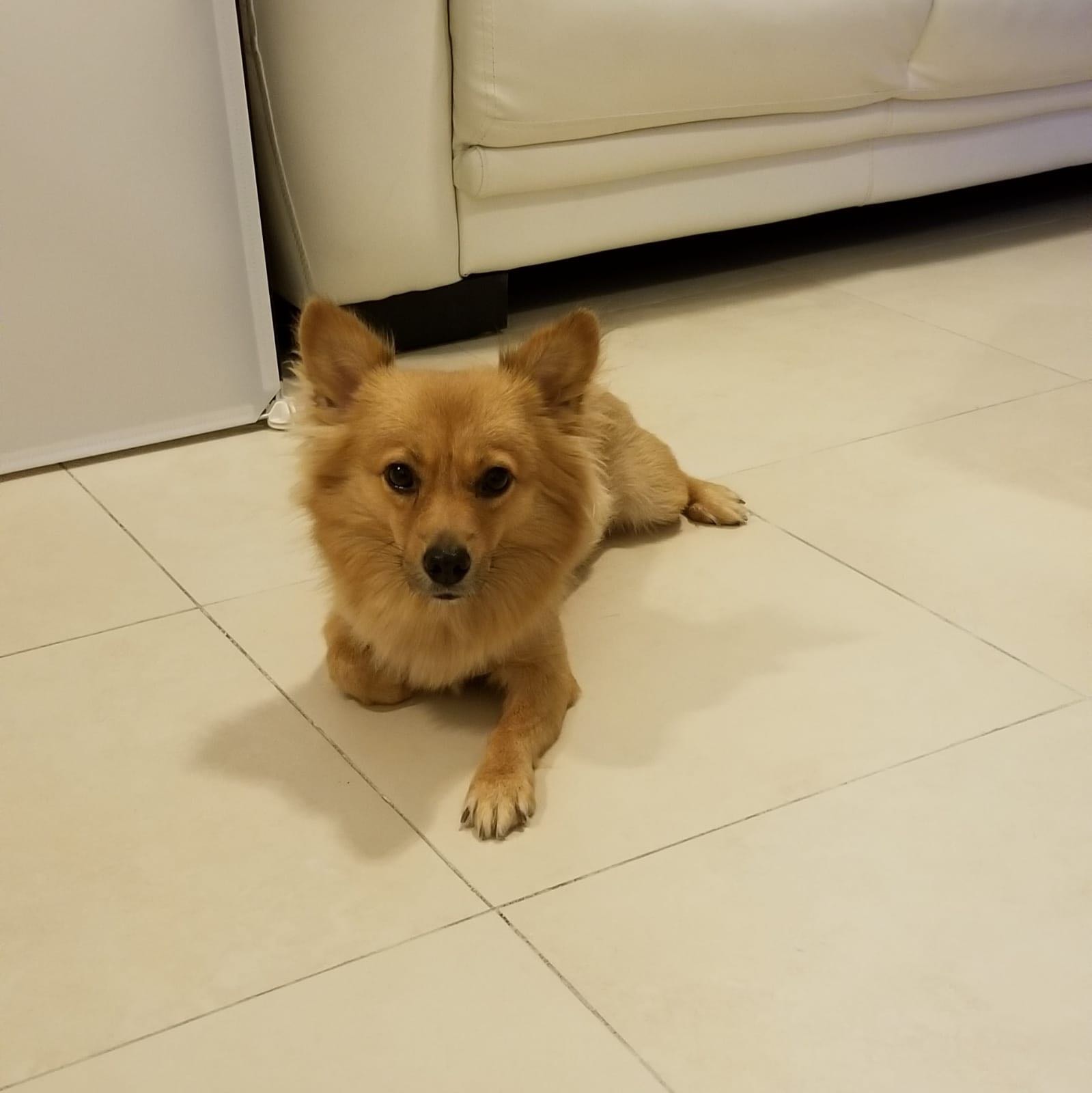 從未養過狗的Andy有時也不禁感煩躁。(受訪者提供) 從未養過狗的Andy有時也不禁感煩躁。(受訪者提供)