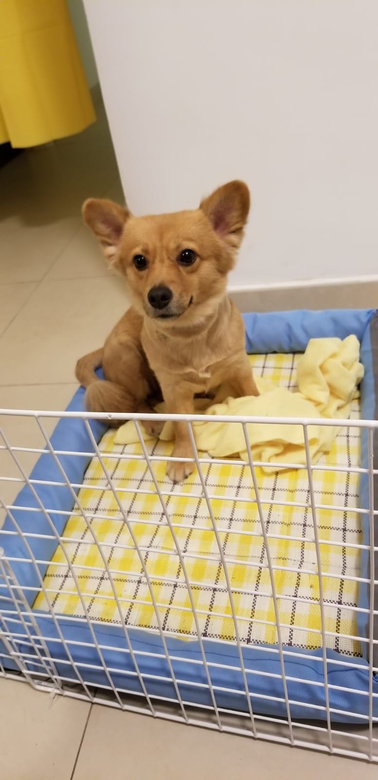 「薯餅」初期更會在家中胡亂便溺。(受訪者提供) 「薯餅」初期更會在家中胡亂便溺。(受訪者提供)