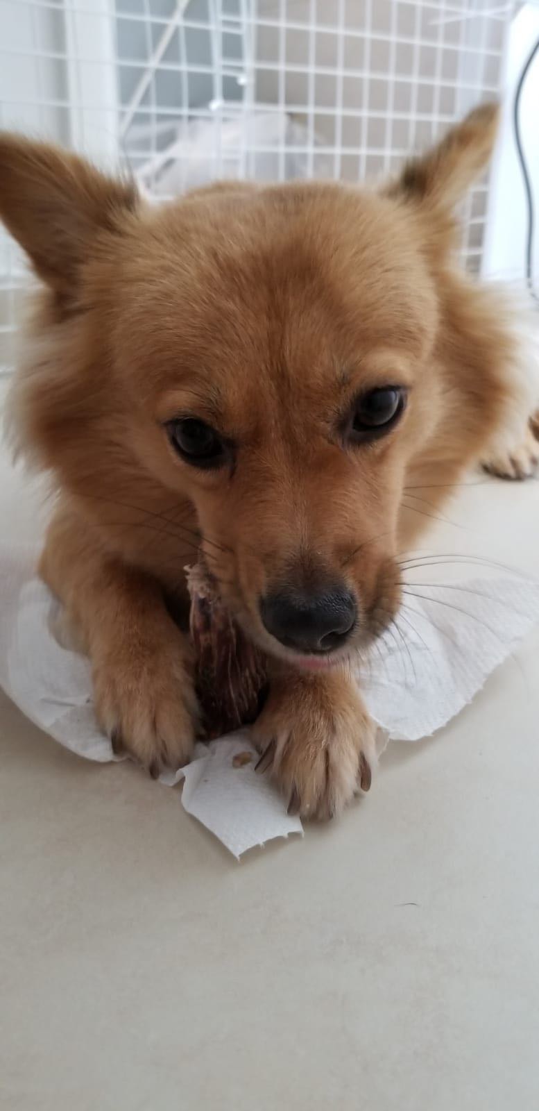 「薯餅」起初會在Andy及太太離開住所時吠叫。(受訪者提供) 「薯餅」起初會在Andy及太太離開住所時吠叫。(受訪者提供)