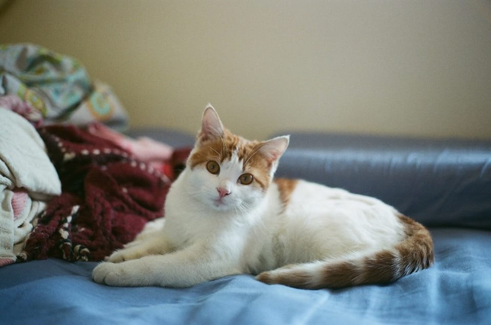 主人連日來在住所附近找尋牠,可惜不果。(受訪者提供) 主人連日來在住所附近找尋牠,可惜不果。(受訪者提供)