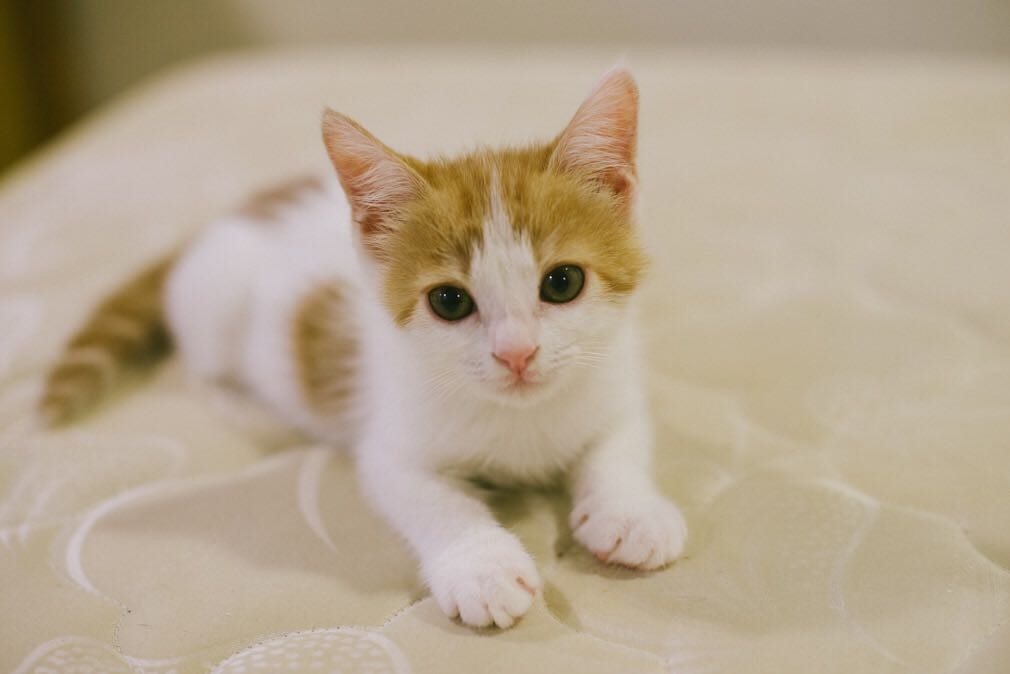 在「天二」年幼時,Sunsun甚至會帶牠外出以便貼身照顧牠。(受訪者提供) 在「天二」年幼時,Sunsun甚至會帶牠外出以便貼身照顧牠。(受訪者提供)