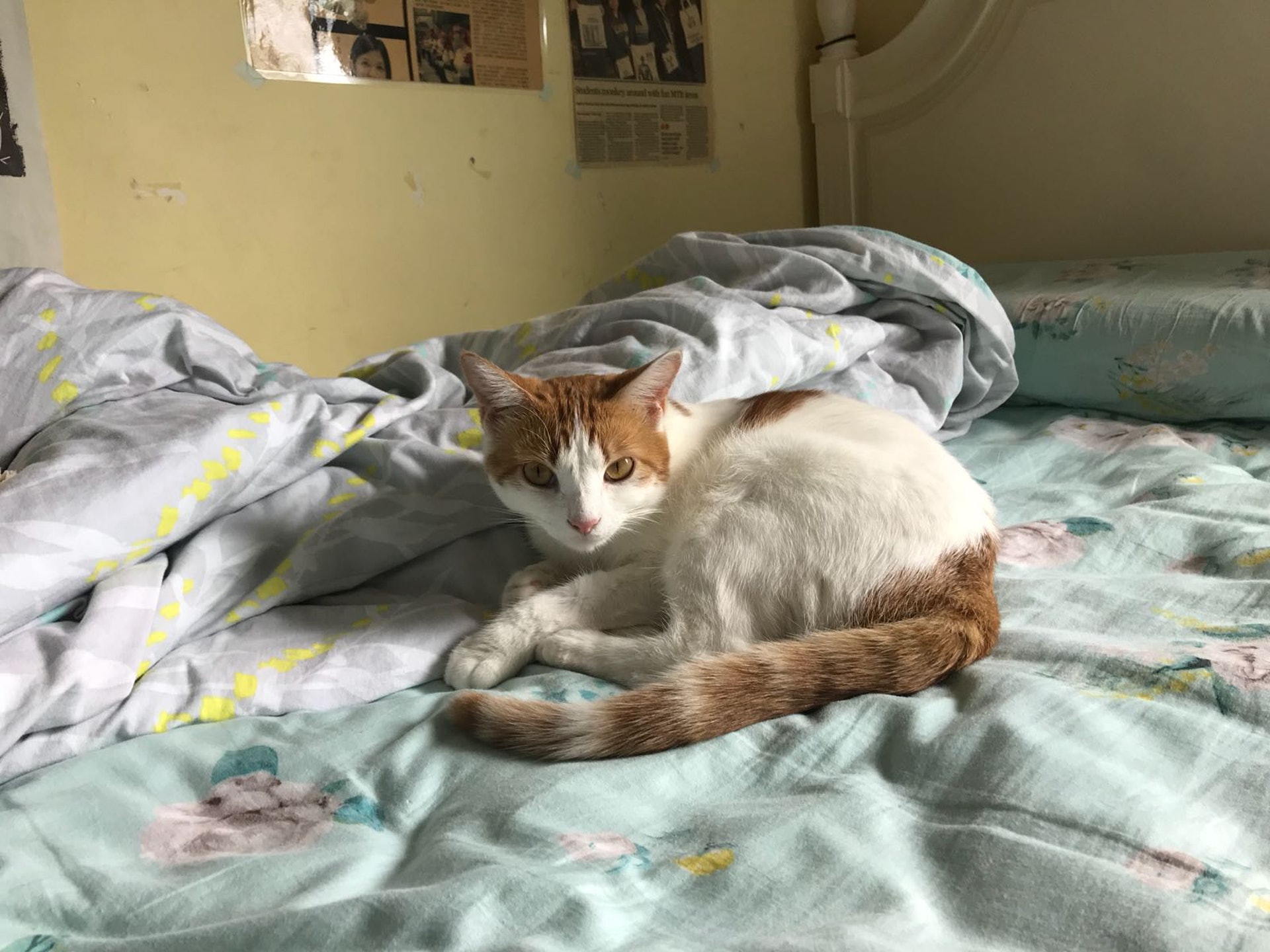 主人Sunsun在「天二」走失當晚崩潰痛哭。(受訪者提供) 主人Sunsun在「天二」走失當晚崩潰痛哭。(受訪者提供)