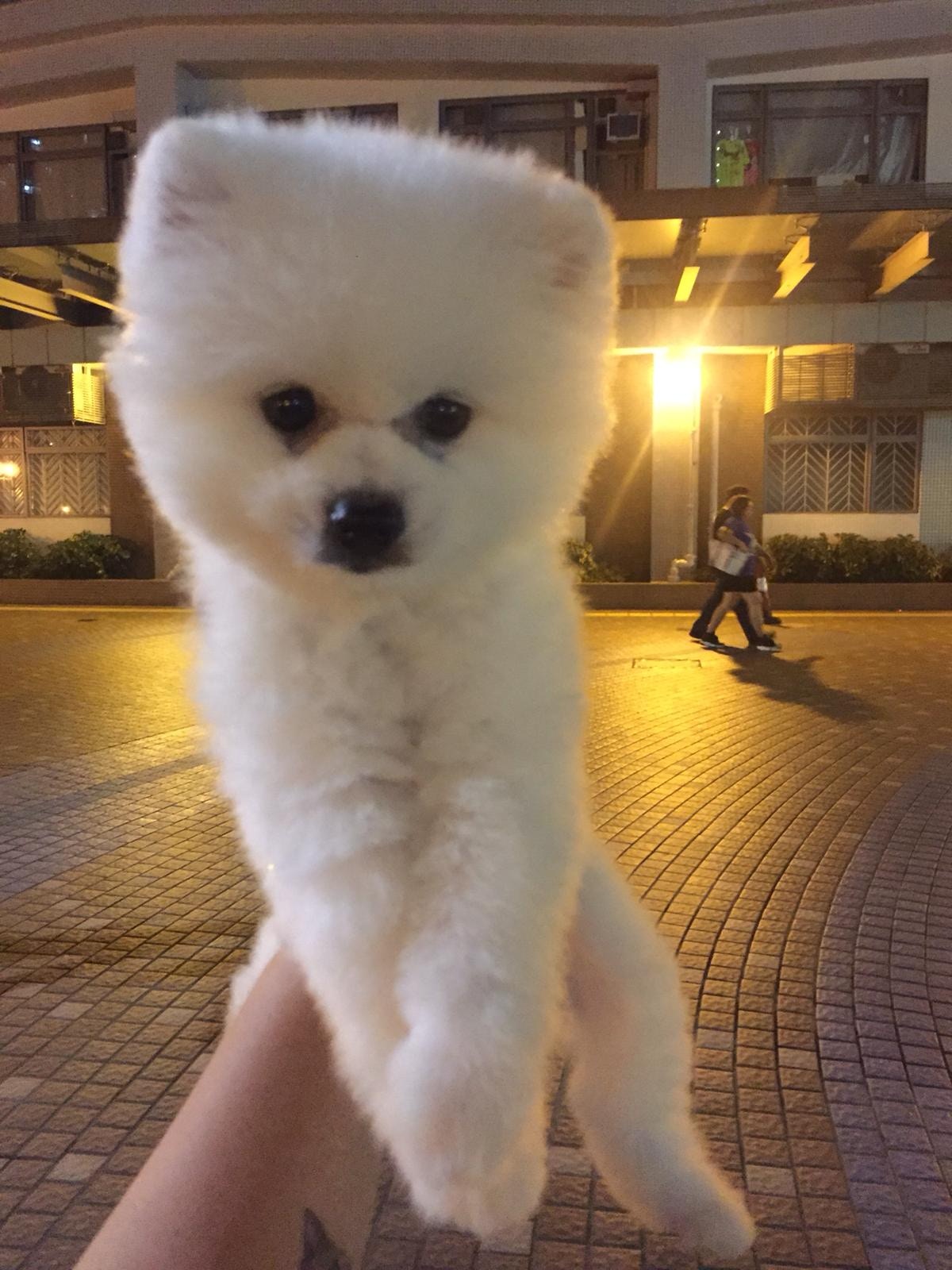 Cherry昨晚已把狗狗帶回家照顧。(受訪者提供) Cherry昨晚已把狗狗帶回家照顧。(受訪者提供)