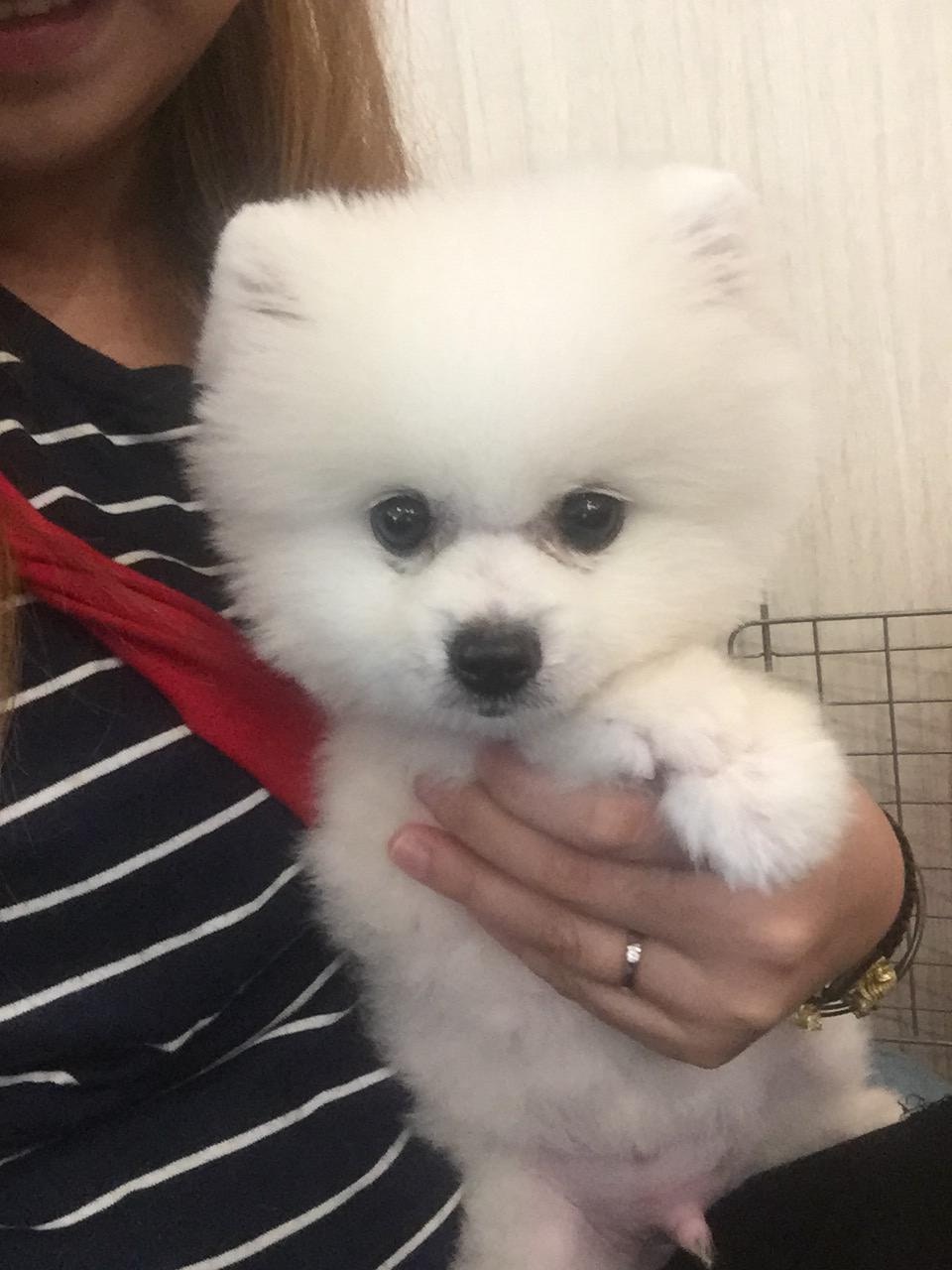 該對情侶在內地購買了狗狗後,旋即把牠遺棄在小巷。(受訪者提供) 該對情侶在內地購買了狗狗後,旋即把牠遺棄在小巷。(受訪者提供)