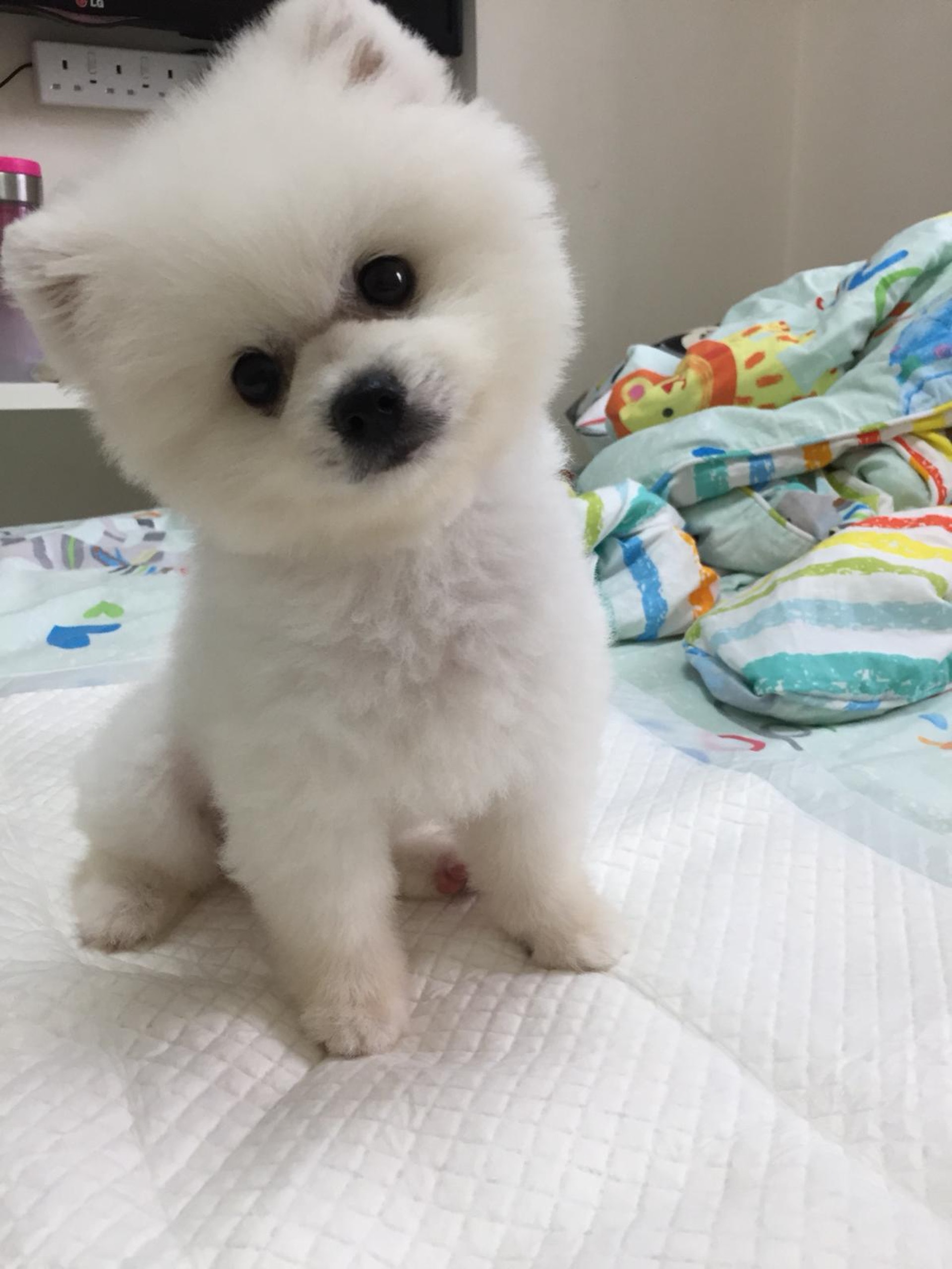 Cherry及丈夫把狗狗取名為「樹仁」,寓意「十年樹木,百年樹人」。(受訪者提供) Cherry及丈夫把狗狗取名為「樹仁」,寓意「十年樹木,百年樹人」。(受訪者提供)