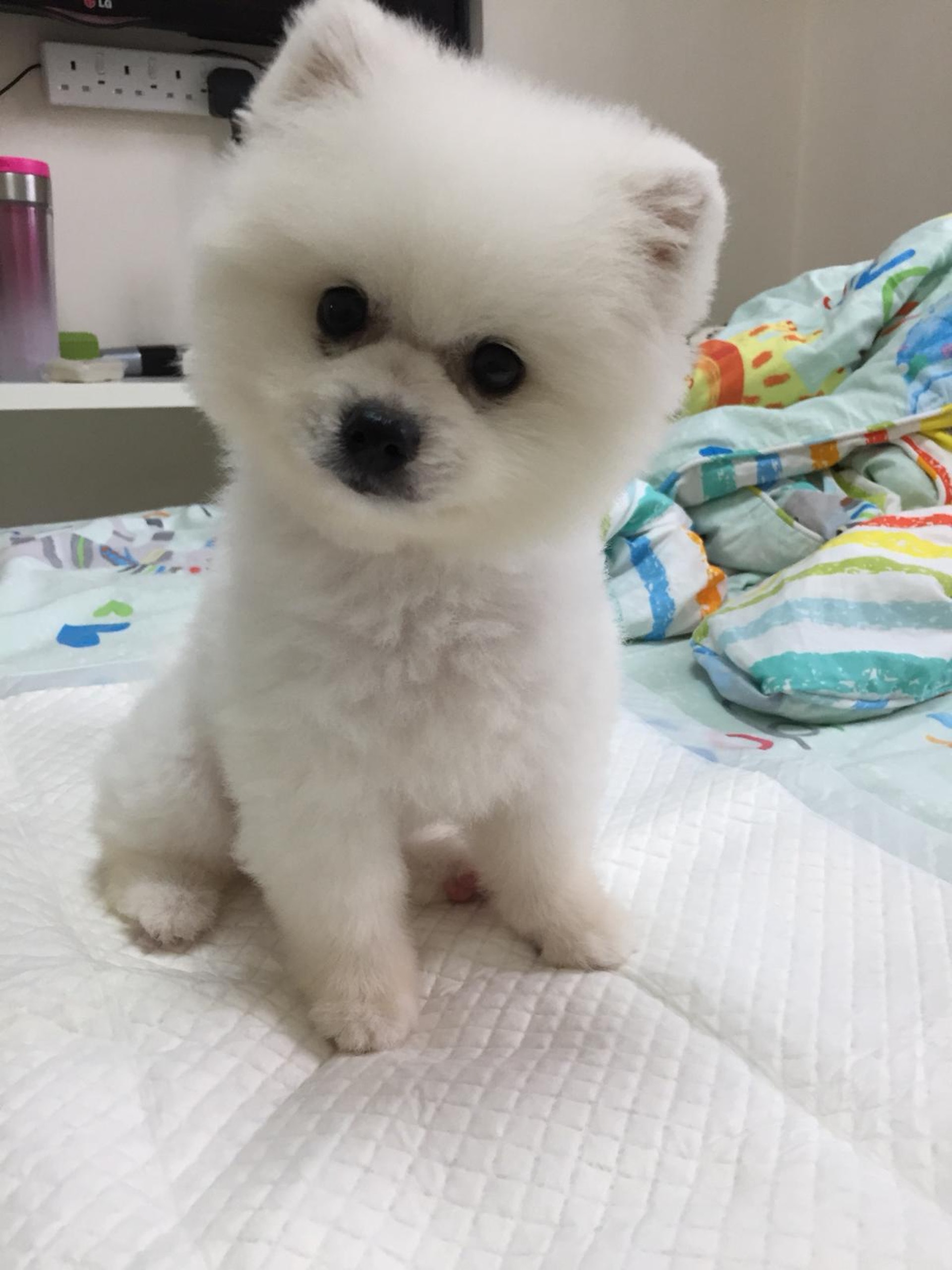 獸醫指「樹仁」身體暫無大礙。(受訪者提供) 獸醫指「樹仁」身體暫無大礙。(受訪者提供)