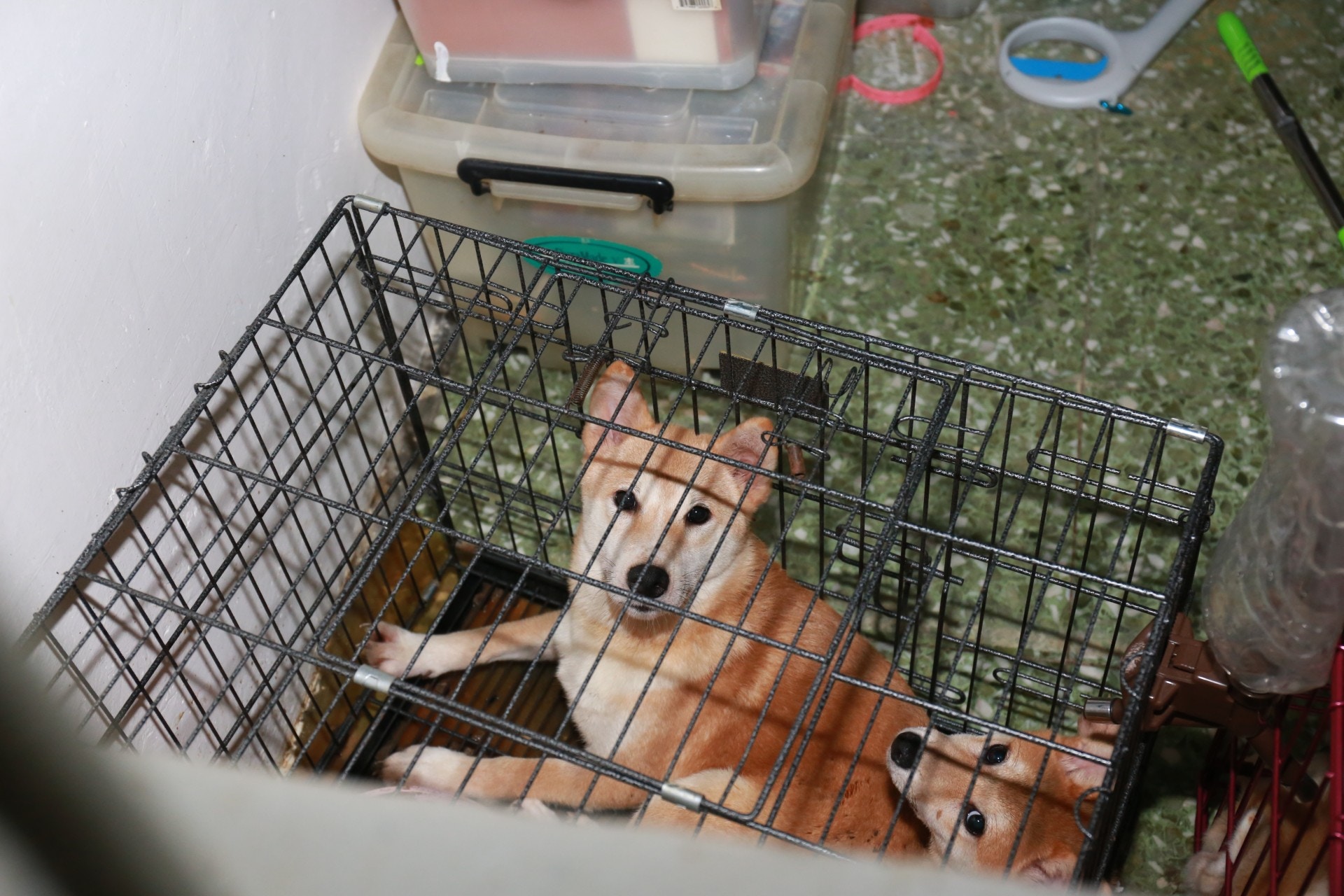 狗隻被困在籠中,懷疑沒有食水及糧食。(林振華攝) 狗隻被困在籠中,懷疑沒有食水及糧食。(林振華攝)