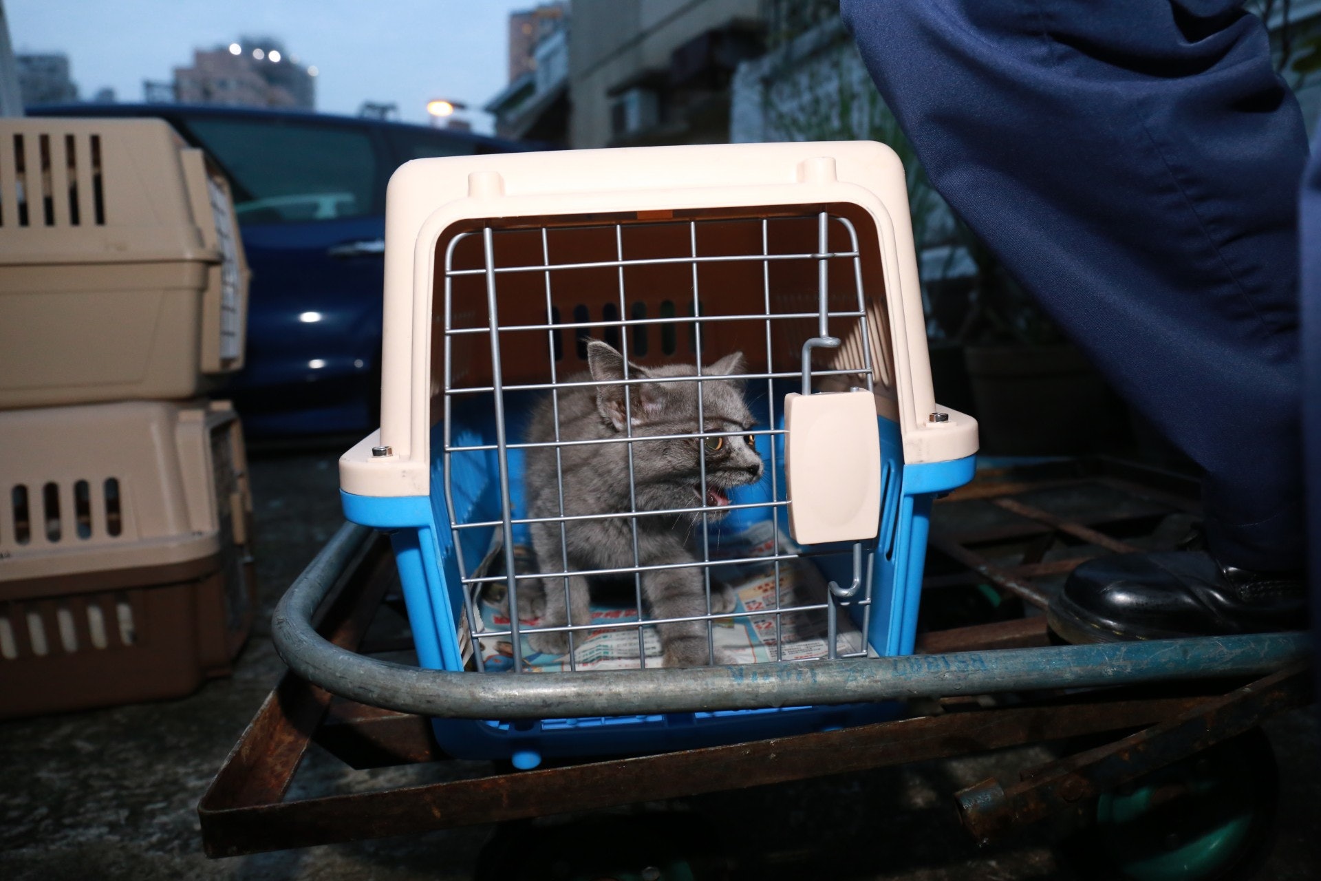 愛協帶走貓狗檢查。(林振華攝) 愛協帶走貓狗檢查。(林振華攝)