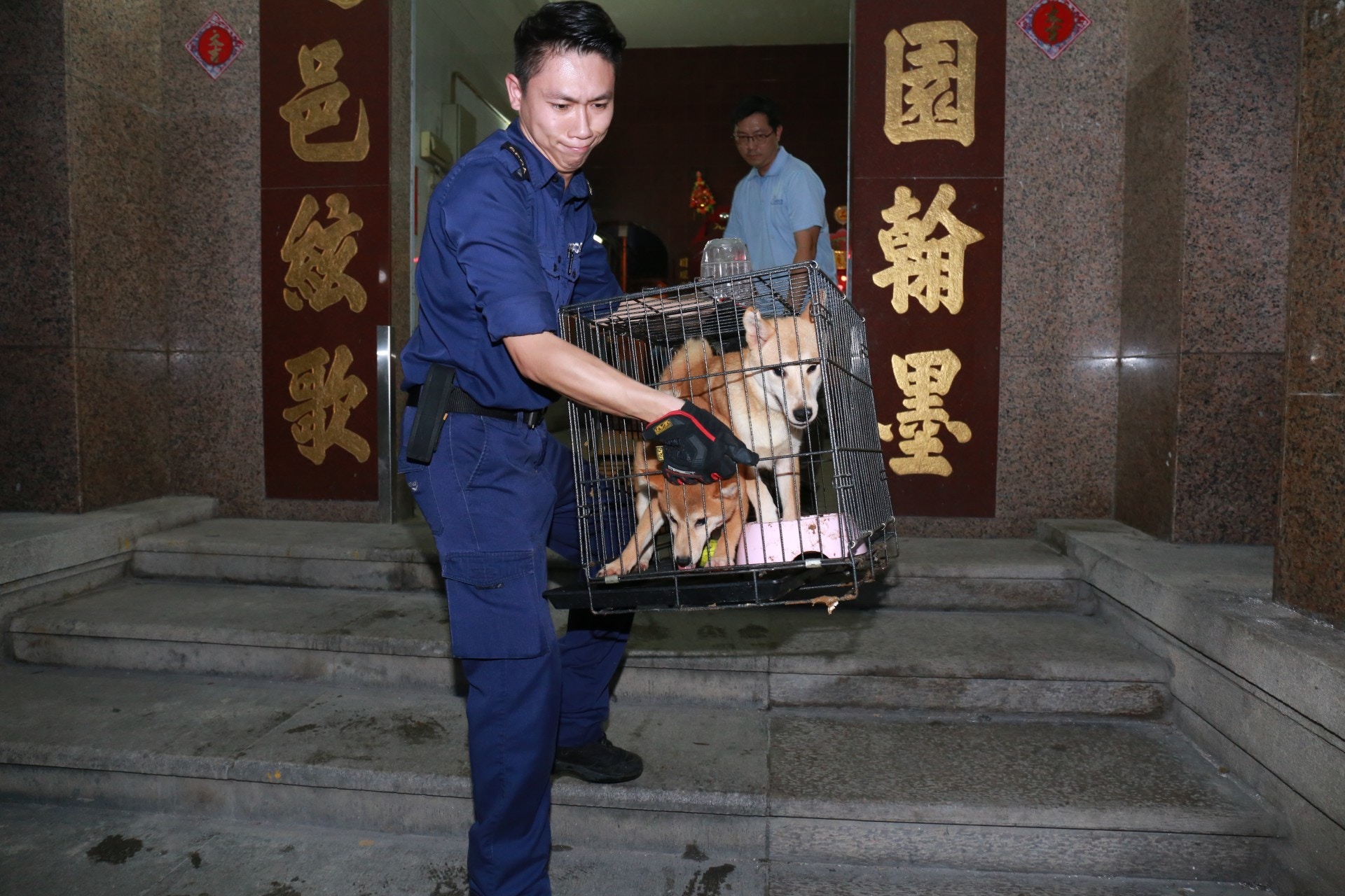 愛協督察帶走貓狗作檢查。(林振華攝) 愛協督察帶走貓狗作檢查。(林振華攝)