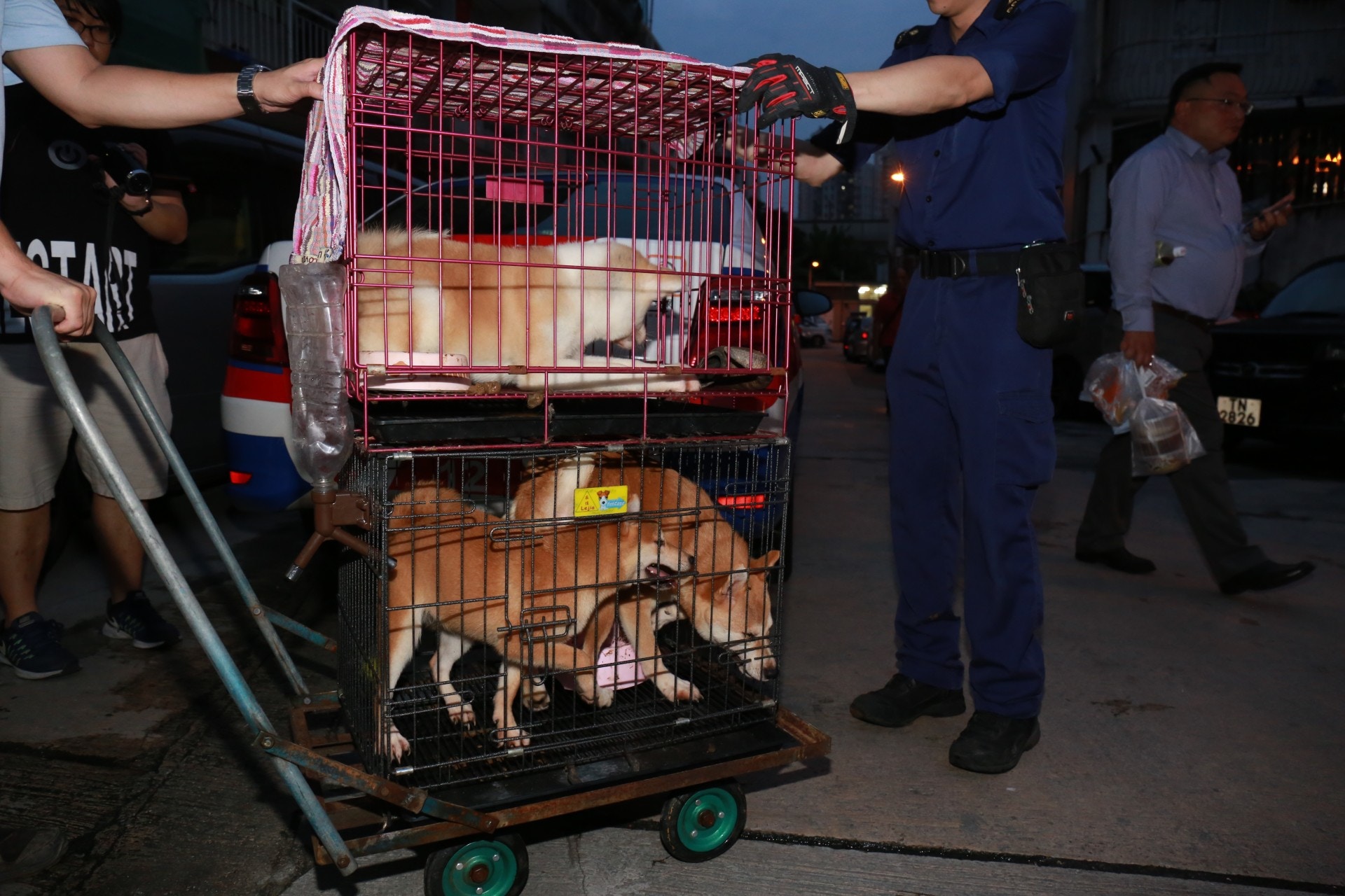 愛協帶走貓狗檢查。(林振華攝) 愛協帶走貓狗檢查。(林振華攝)