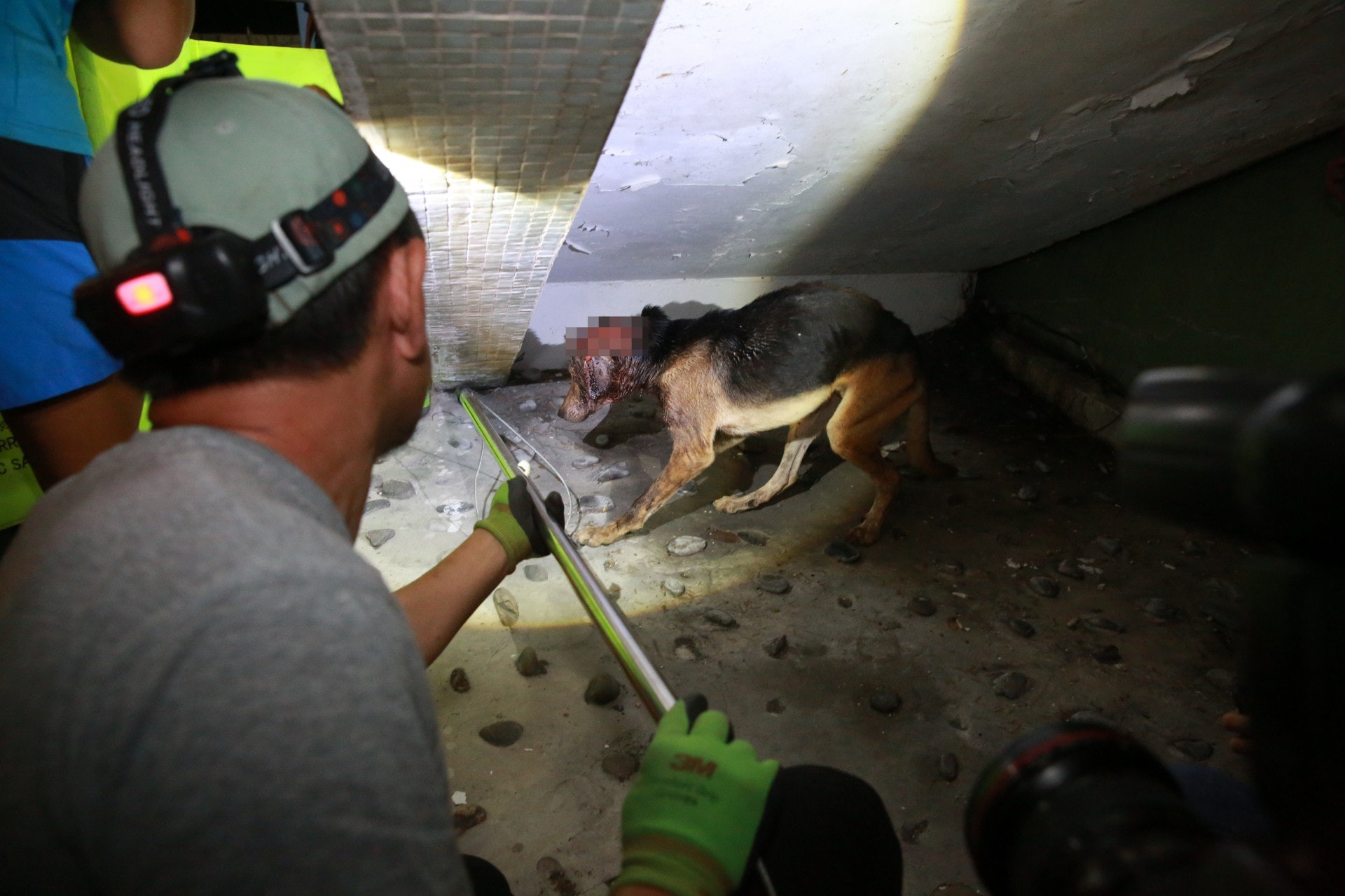 毛孩義工成功將唐狗捉獲。(王譯揚攝) 毛孩義工成功將唐狗捉獲。(王譯揚攝)