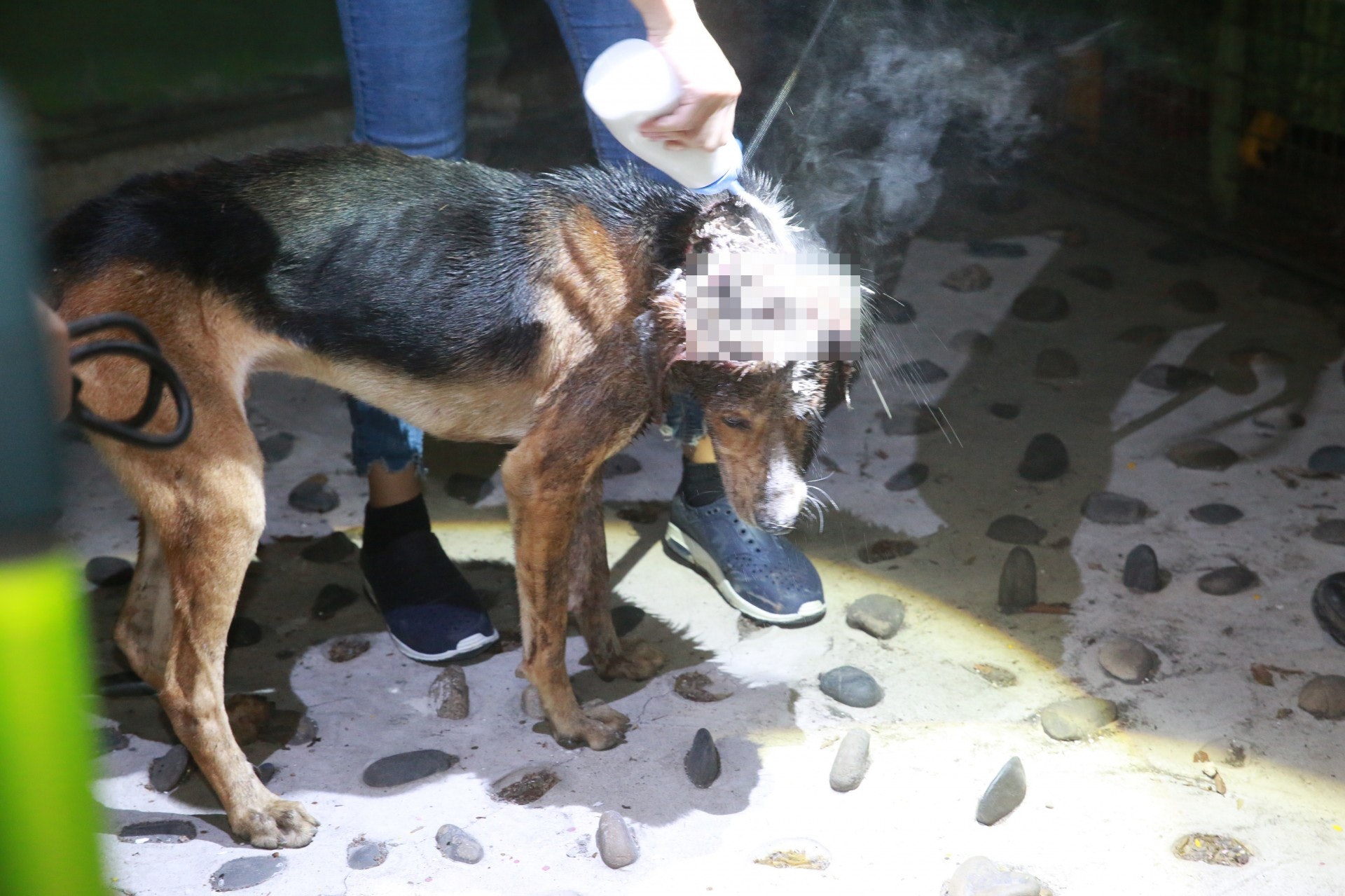 義工在狗隻傷口上灑上粉末作緊急處理。(王譯揚攝) 義工在狗隻傷口上灑上粉末作緊急處理。(王譯揚攝)