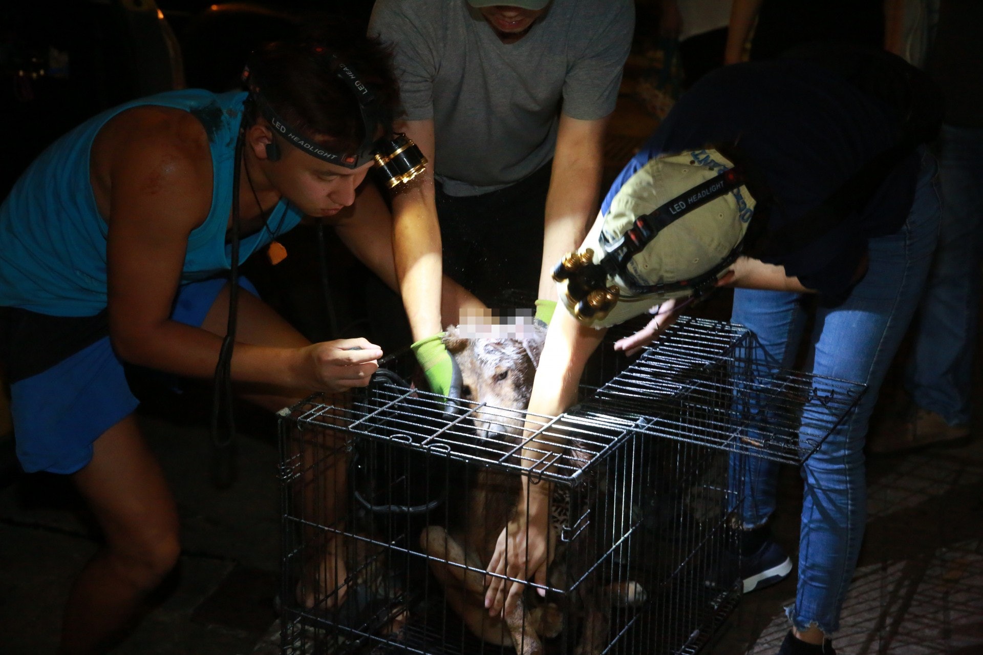 唐狗被放入籠中救走。(王譯揚攝) 唐狗被放入籠中救走。(王譯揚攝)