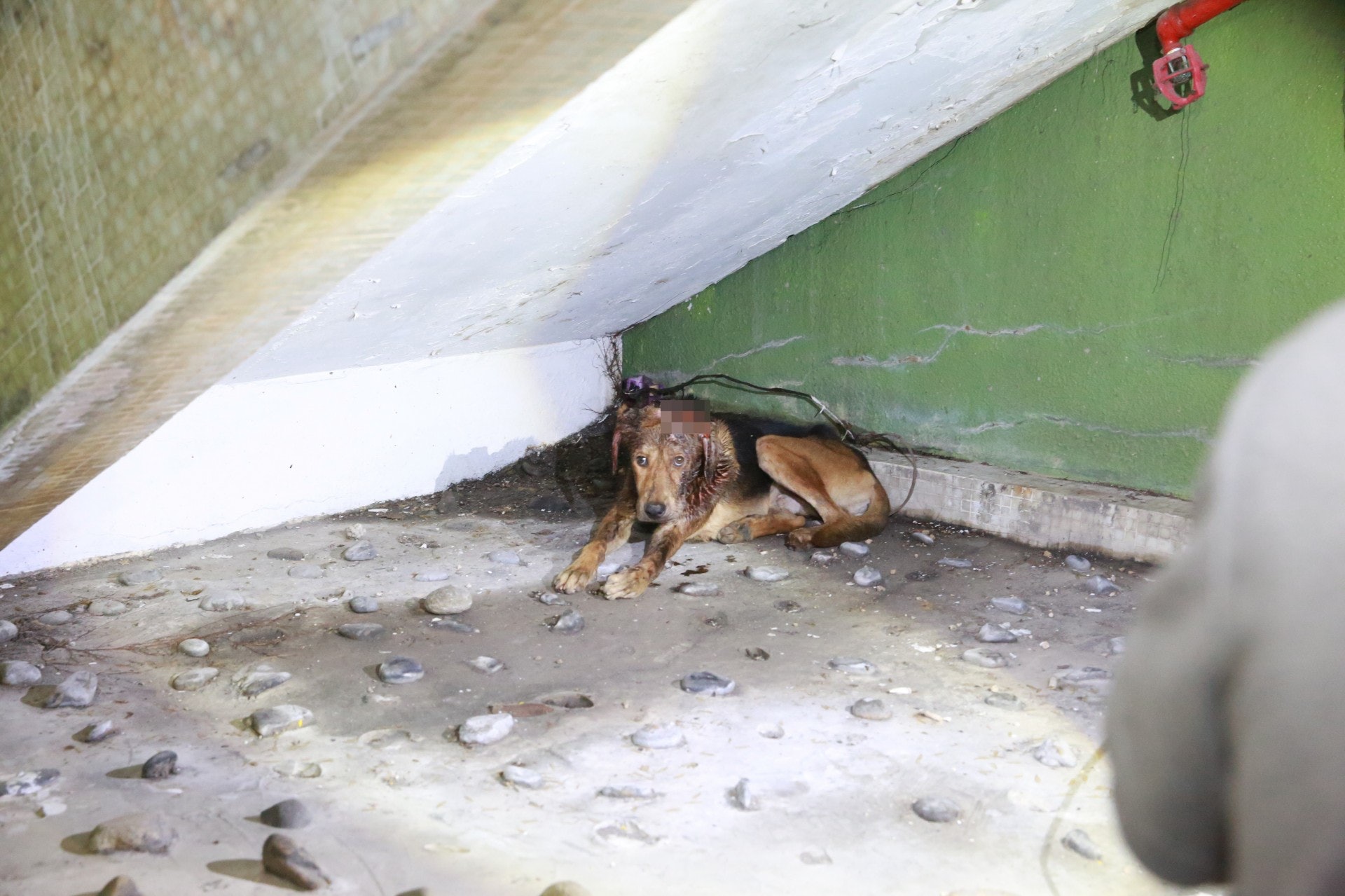 狗狗瑟縮梯底角落。(王譯揚攝) 狗狗瑟縮梯底角落。(王譯揚攝)