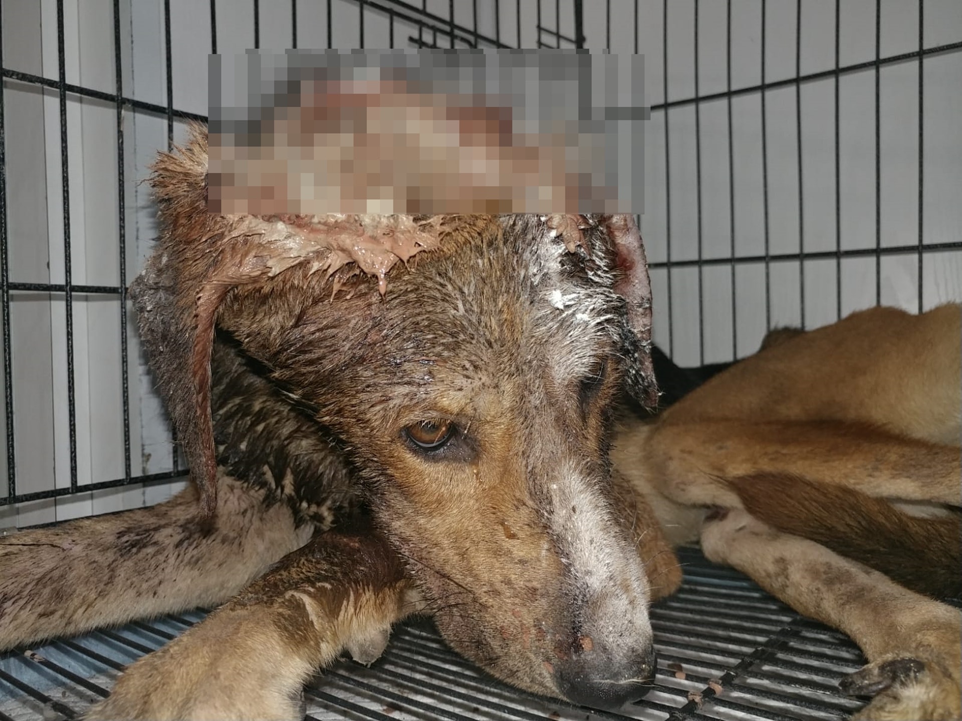 唐狗頭部嚴重受傷,現已送往診所搶救,惟獲救機會不大。(毛孩守護者提供) 唐狗頭部嚴重受傷,現已送往診所搶救,惟獲救機會不大。(毛孩守護者提供)