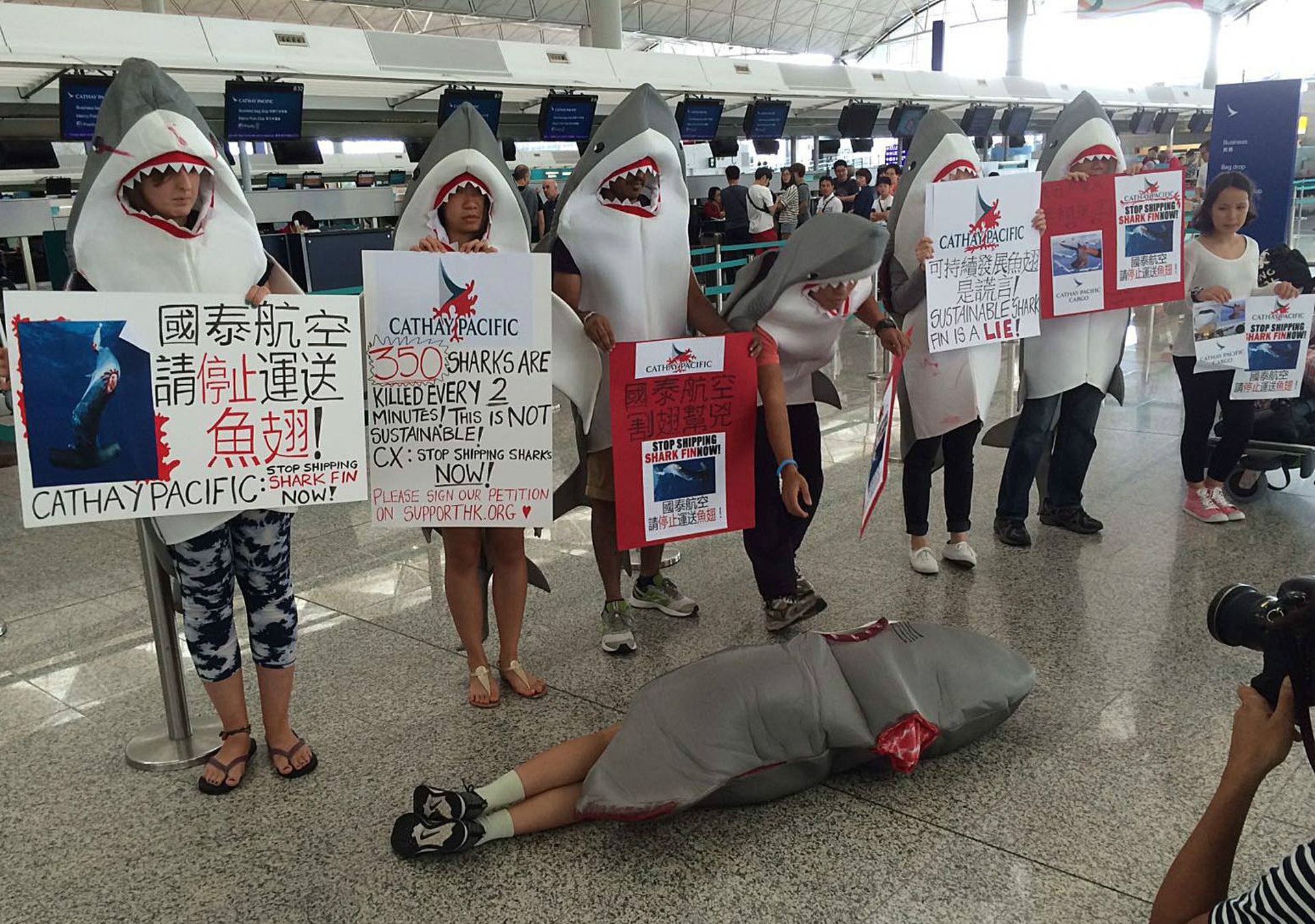 團體到機場向國泰抗議後約1個月,國泰宣布全面禁運魚翅。(Charlez提供) 團體到機場向國泰抗議後約1個月,國泰宣布全面禁運魚翅。(Charlez提供)