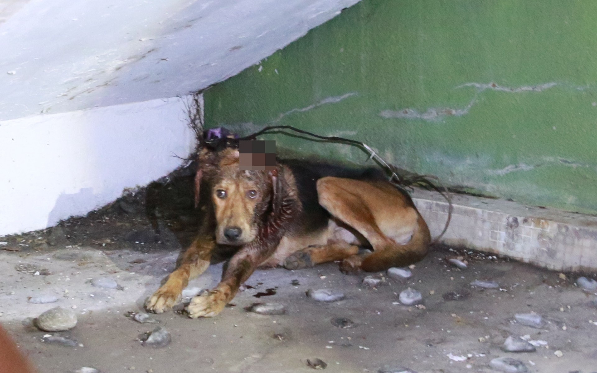 狗狗瑟縮梯底,神情驚慌,四肢無力。(王譯揚攝) 狗狗瑟縮梯底,神情驚慌,四肢無力。(王譯揚攝)