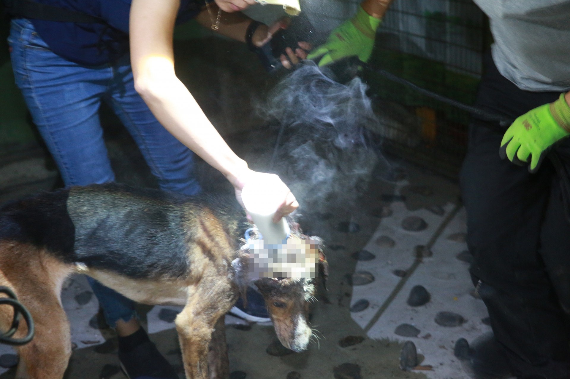 義工在傷口上灑上粉末。(王譯揚攝) 義工在傷口上灑上粉末。(王譯揚攝)