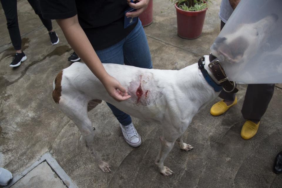部分格力犬因睡姿壓住或空間碰撞等造成的盤骨、鼻子、尾巴傷口,每日需清洗傷口2次。(蘇嘉豪facebook) 部分格力犬因睡姿壓住或空間碰撞等造成的盤骨、鼻子、尾巴傷口,每日需清洗傷口2次。(蘇嘉豪facebook)