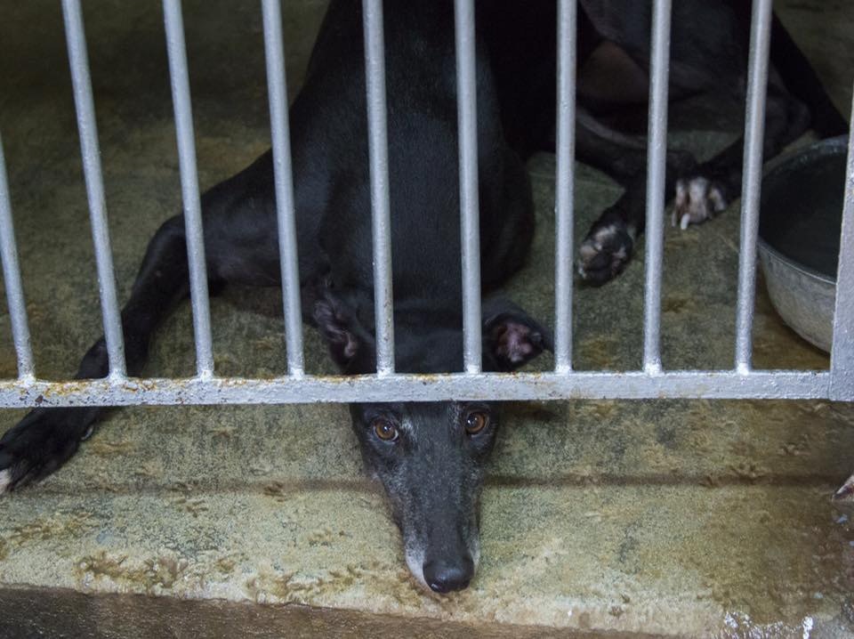 目前格力犬的居住環境稍有改善,蘇嘉豪仍促請當局及逸園加快推動領養工作重回正軌,盡快解決安置問題。(蘇嘉豪facebook) 目前格力犬的居住環境稍有改善,蘇嘉豪仍促請當局及逸園加快推動領養工作重回正軌,盡快解決安置問題。(蘇嘉豪facebook)