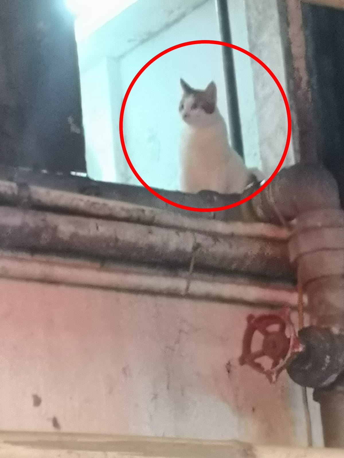 義工們未知舖內貓隻數目多少。(區小姐提供) 義工們未知舖內貓隻數目多少。(區小姐提供)